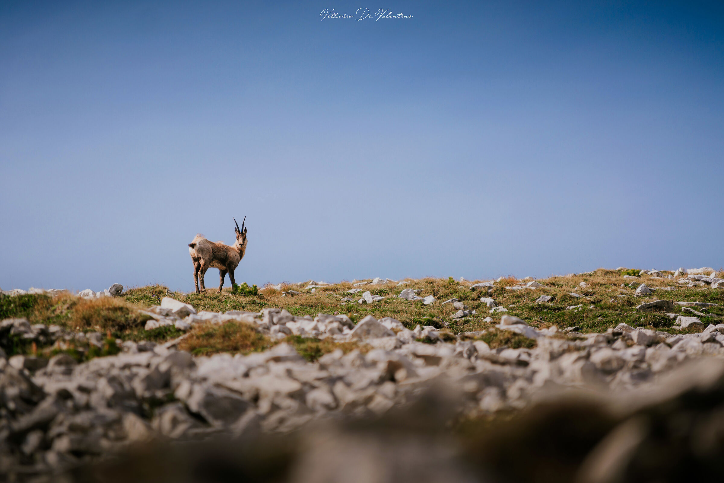 Corre, salta, si arrampica, osserva...