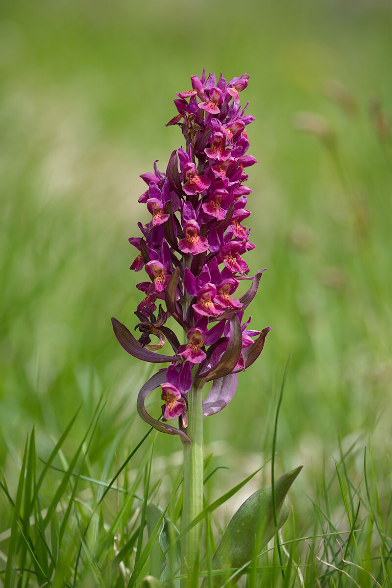 Emperor Field Flowers