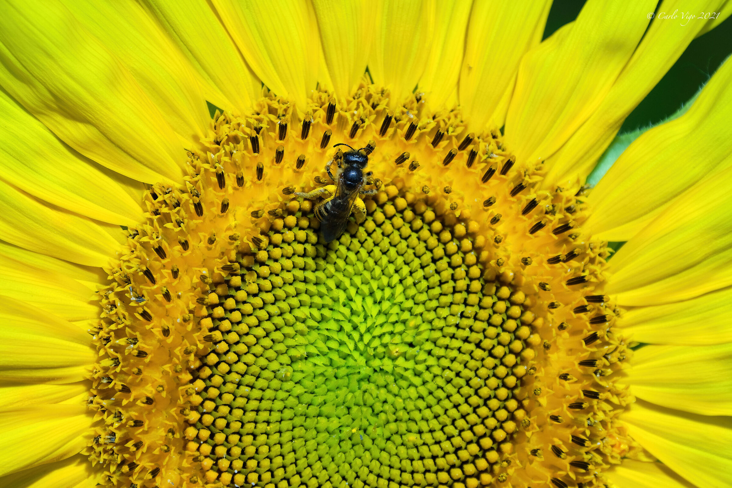 Il girasole del mio orto