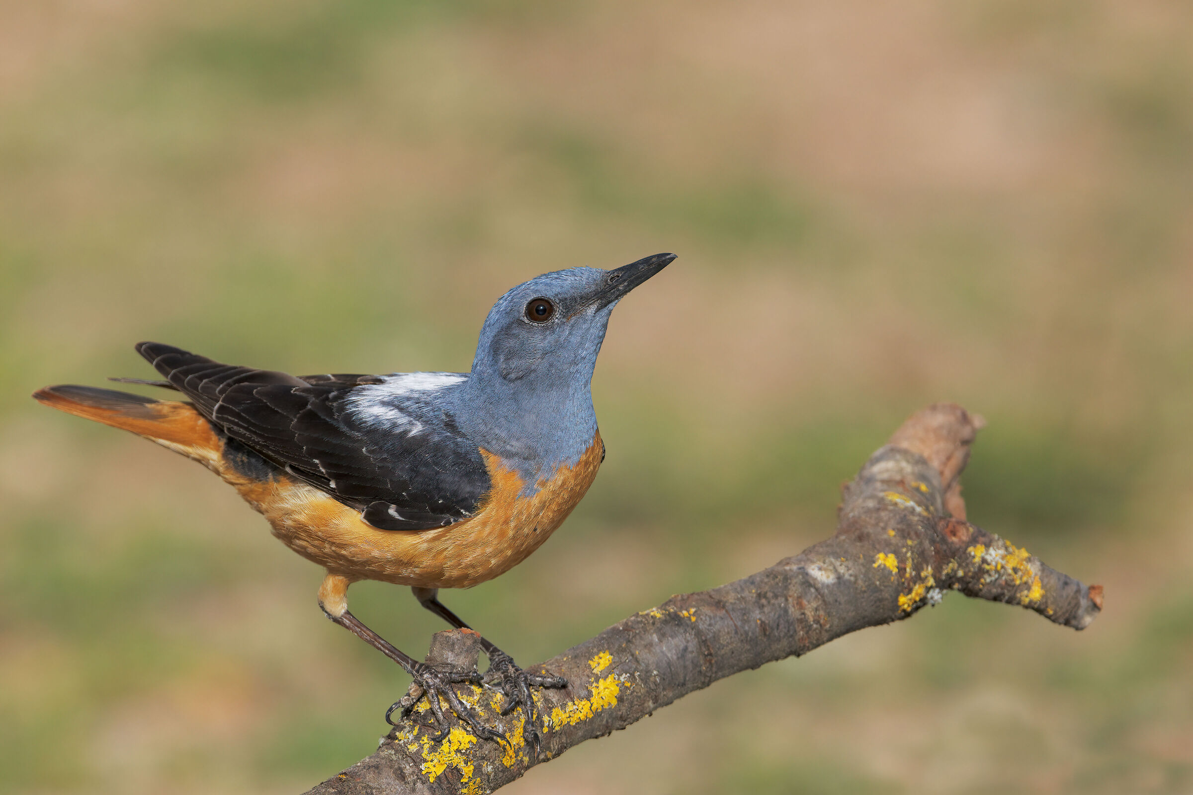 Codirossone (Monticola saxatilis)
