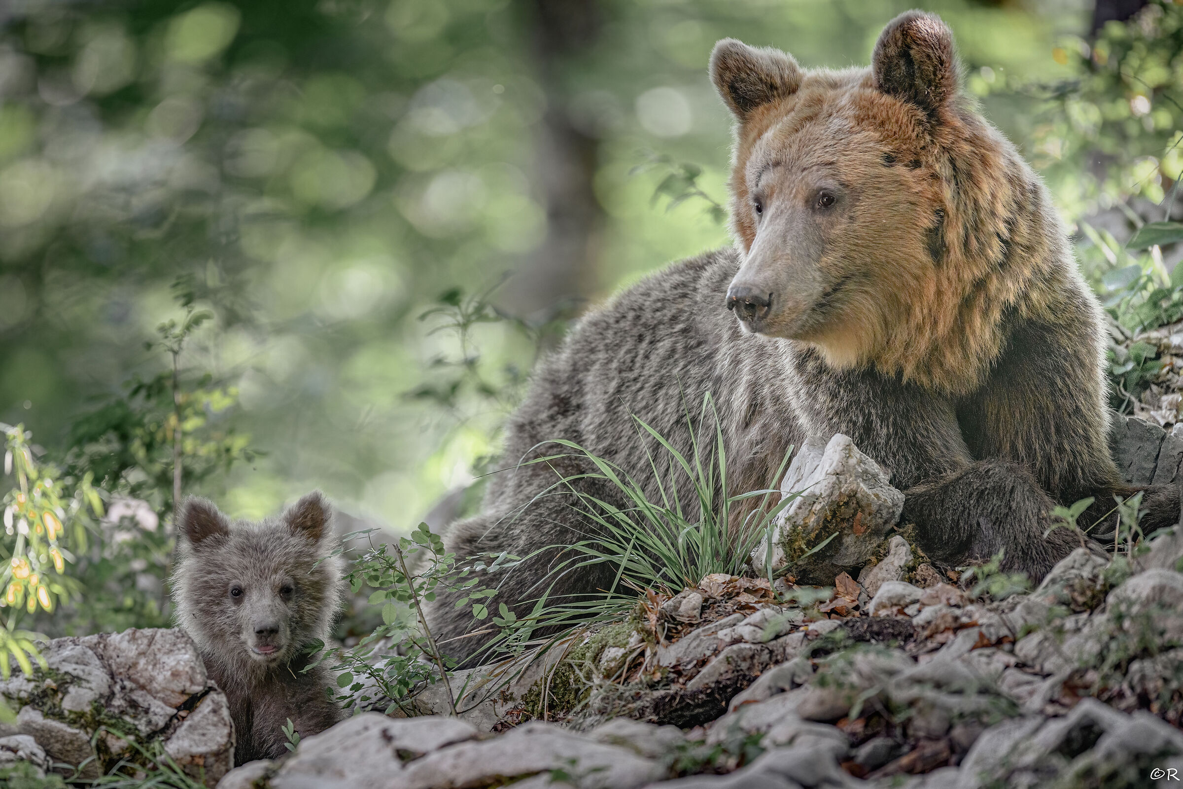 Baby bear with Mamma bear