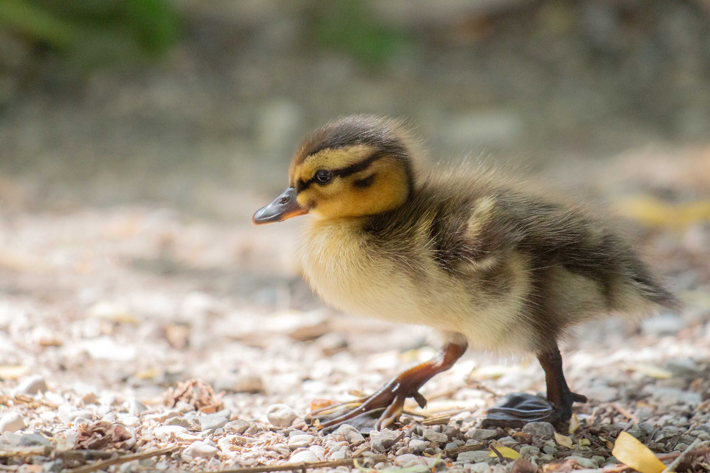 Little Royal Germanus