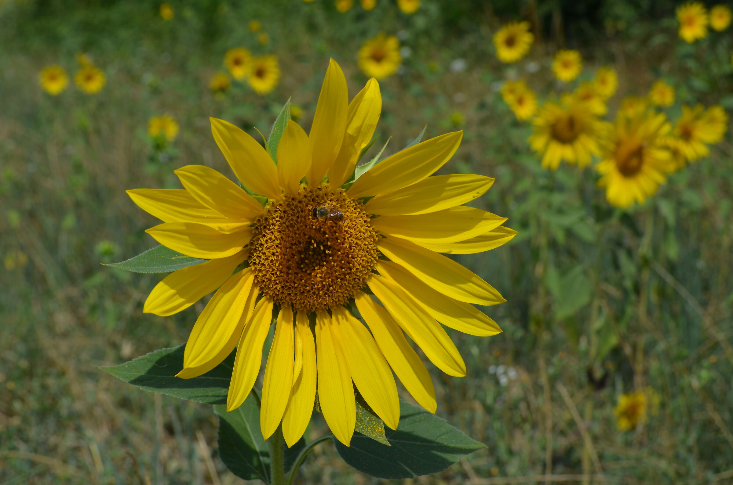 Rifornimento in volo