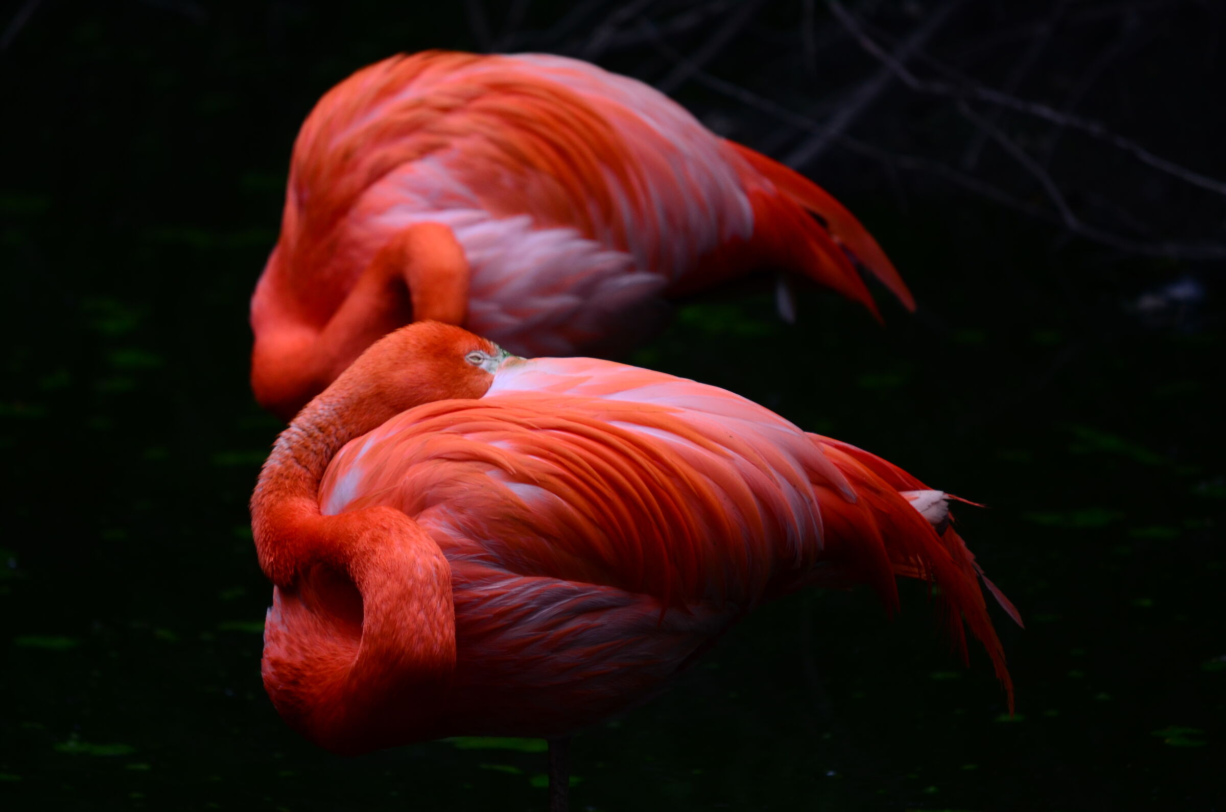 Oasi di Sant'Alessio (PV)