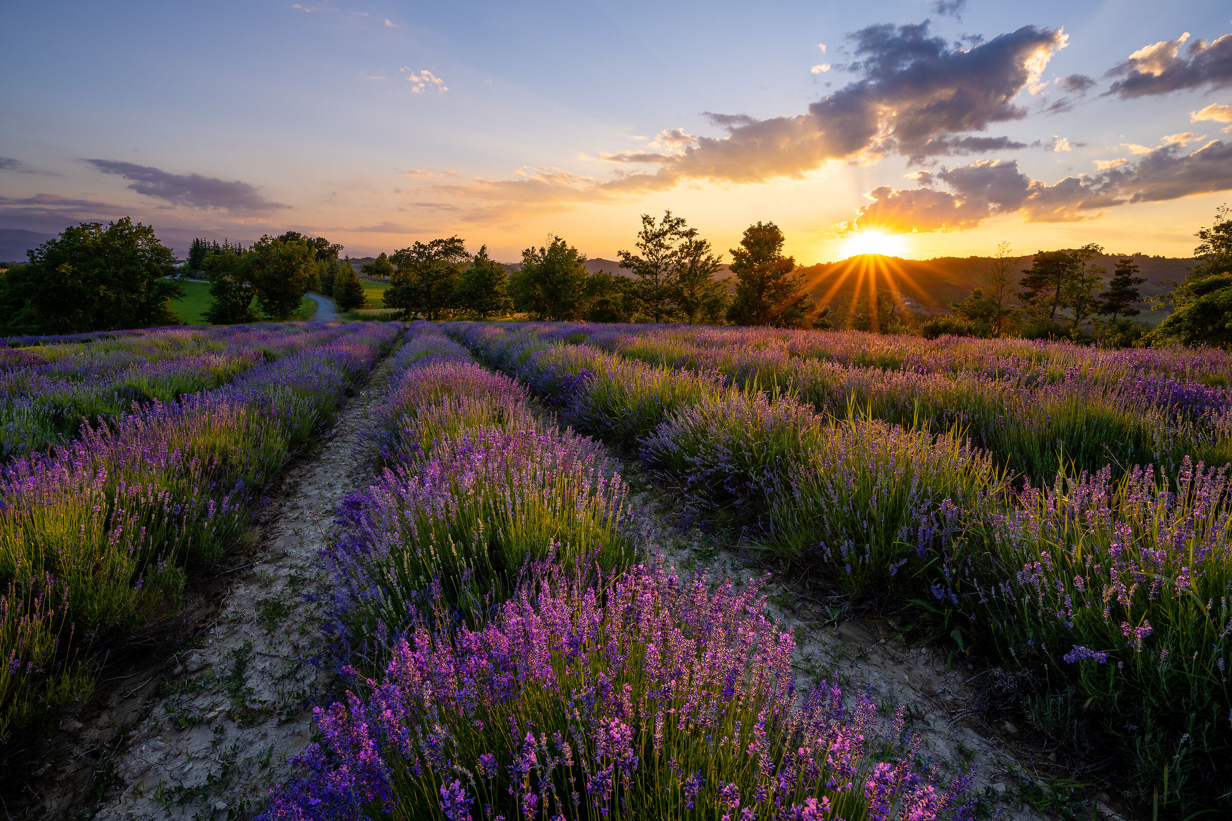 Lavender in bloom in Sale San Giovanni