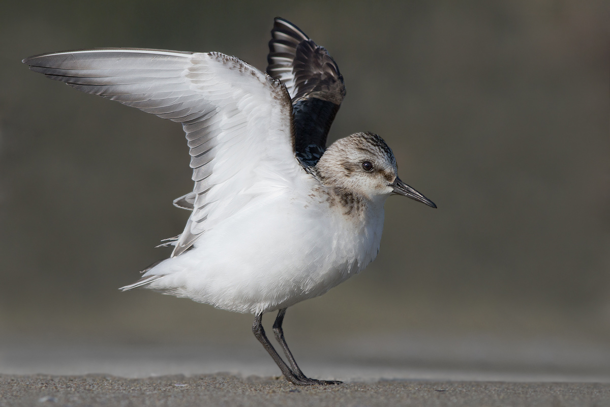 Toed Sandpiper