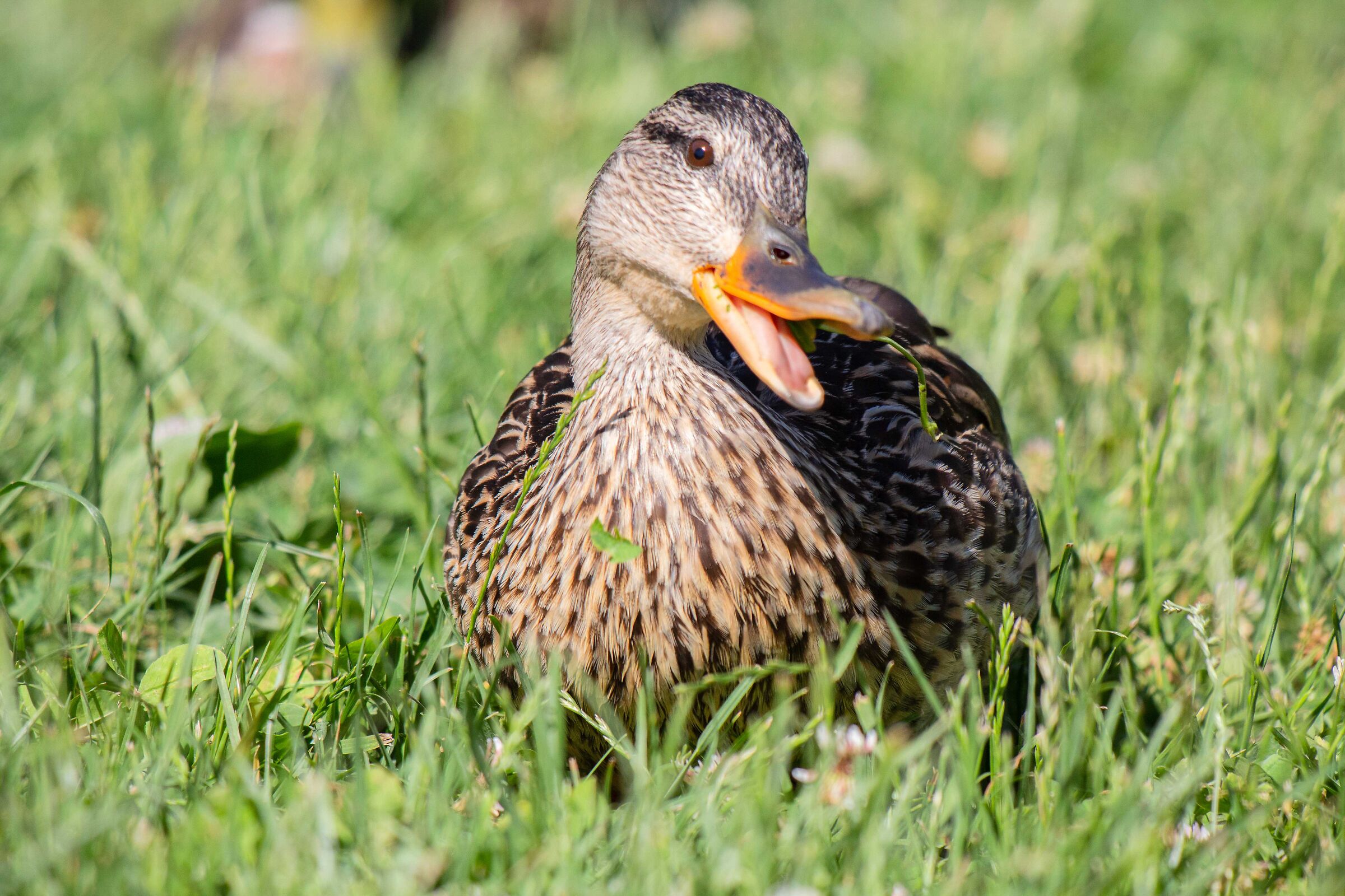 female mallard