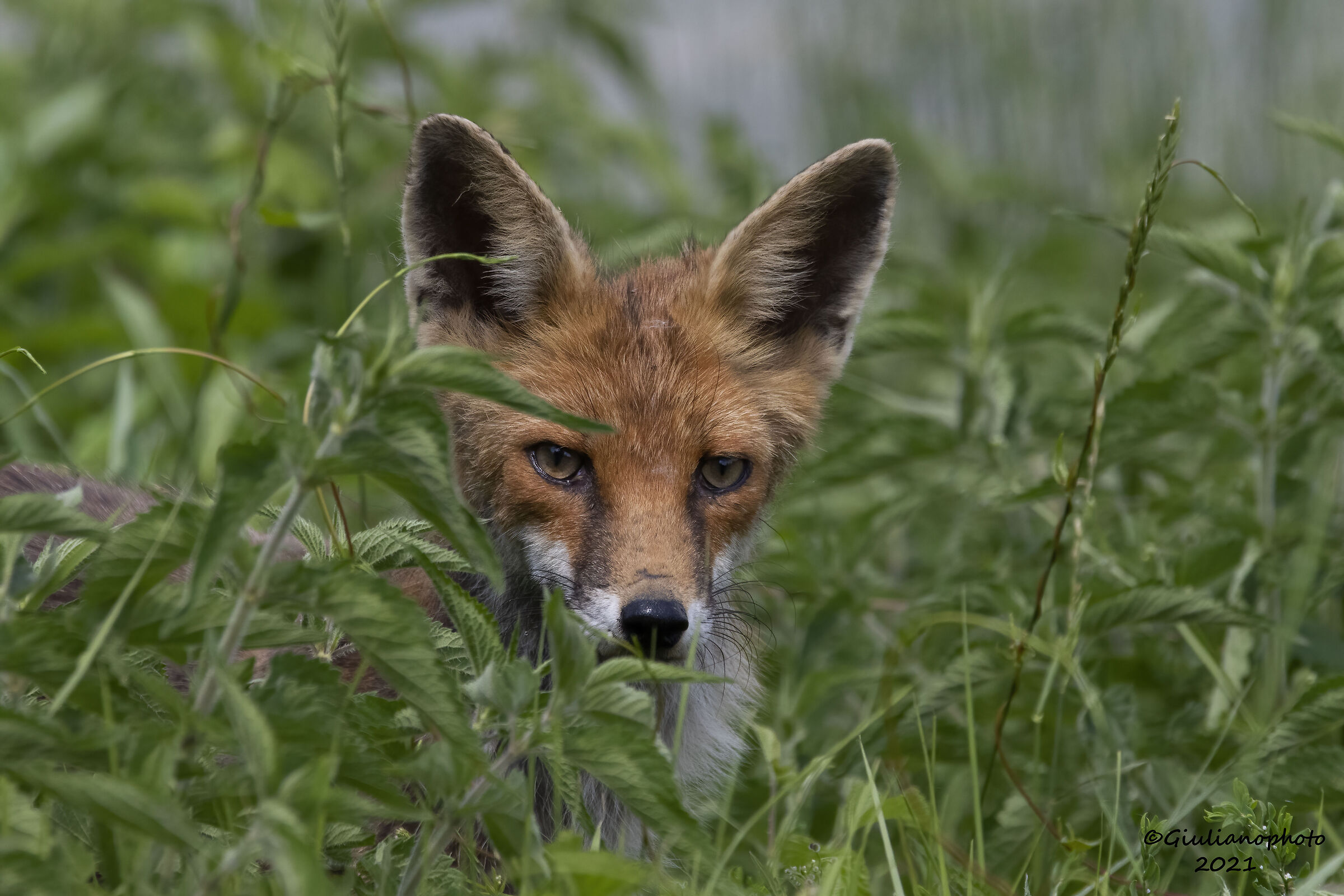 fox
