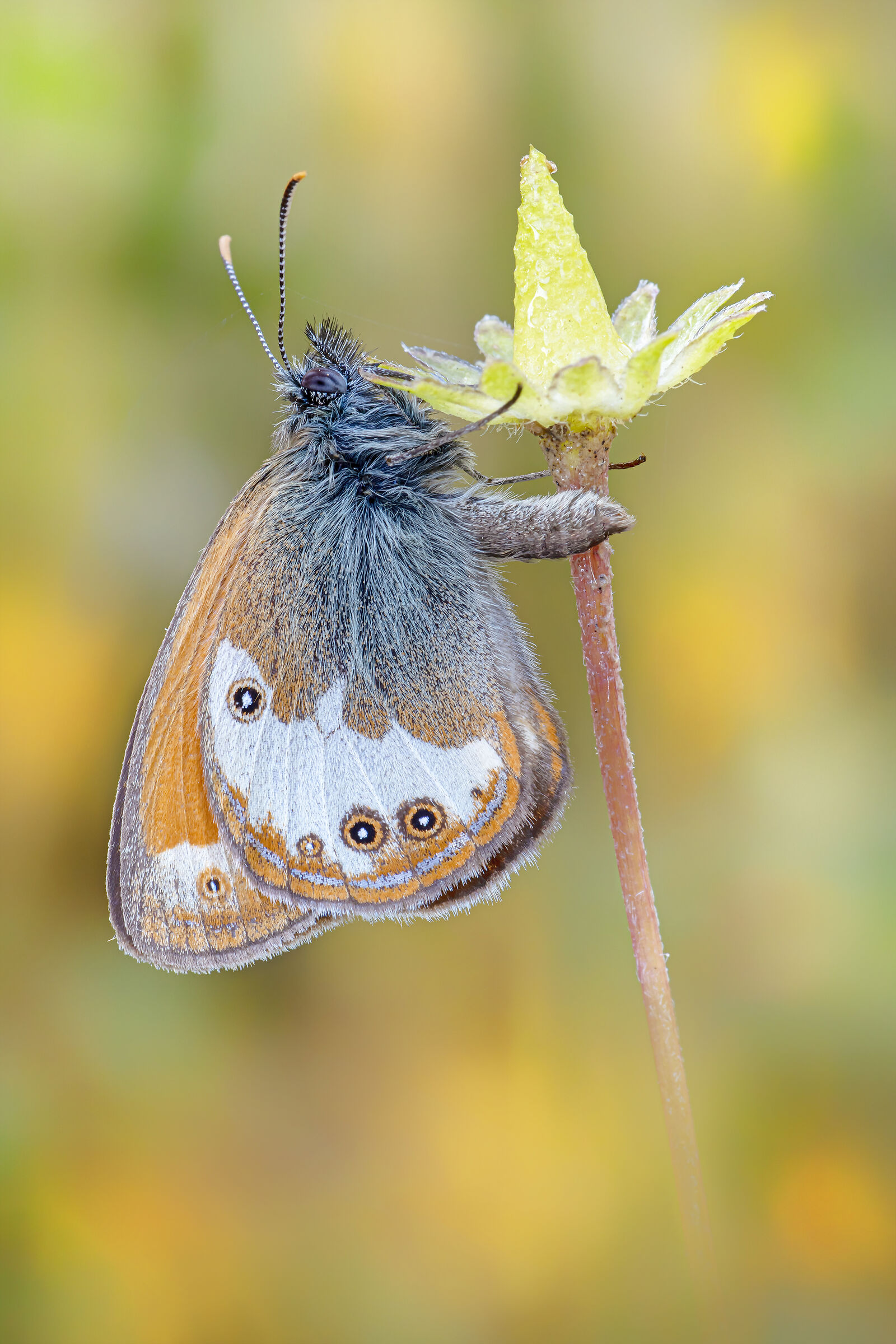 Coenonympha arcania (Linnaeus, 1761)