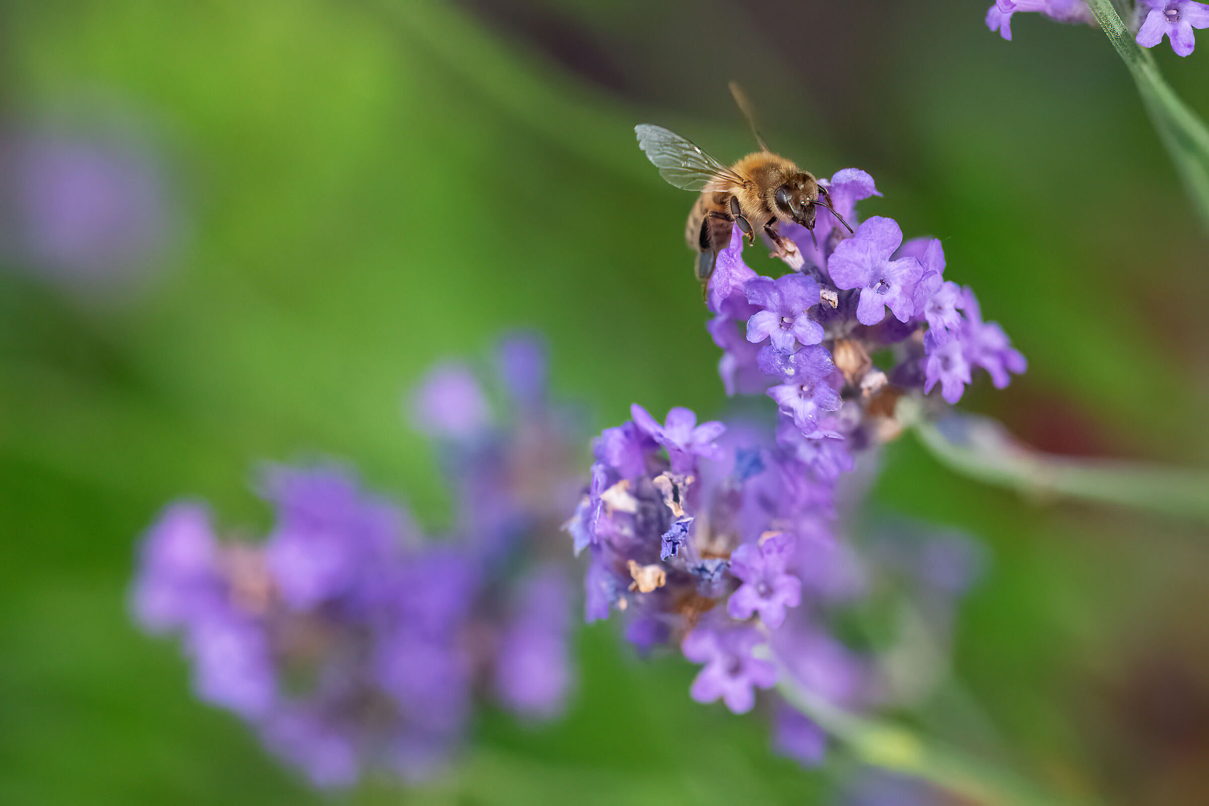 Bee with lavander