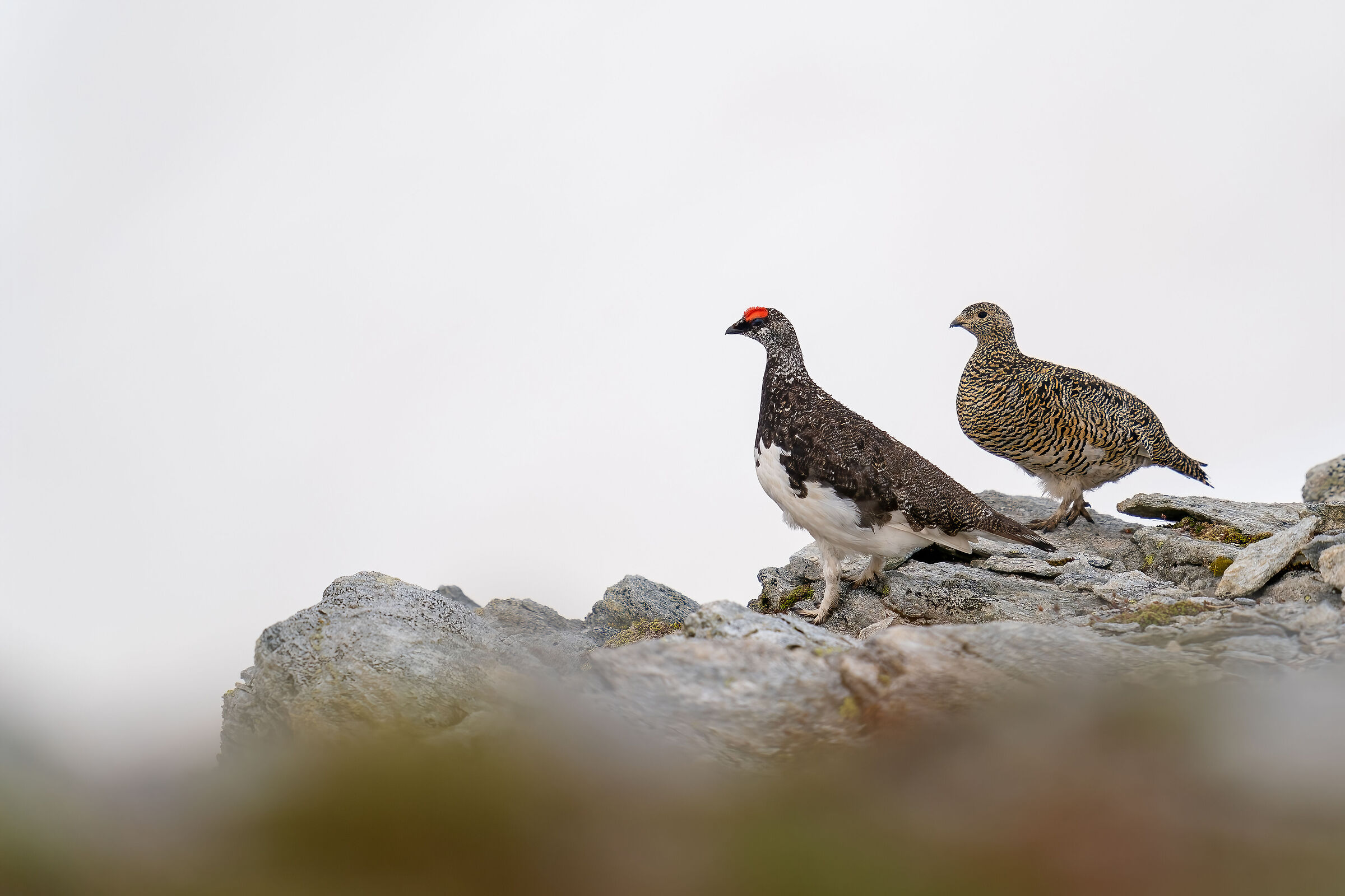 The most beautiful couple on the nivale floor