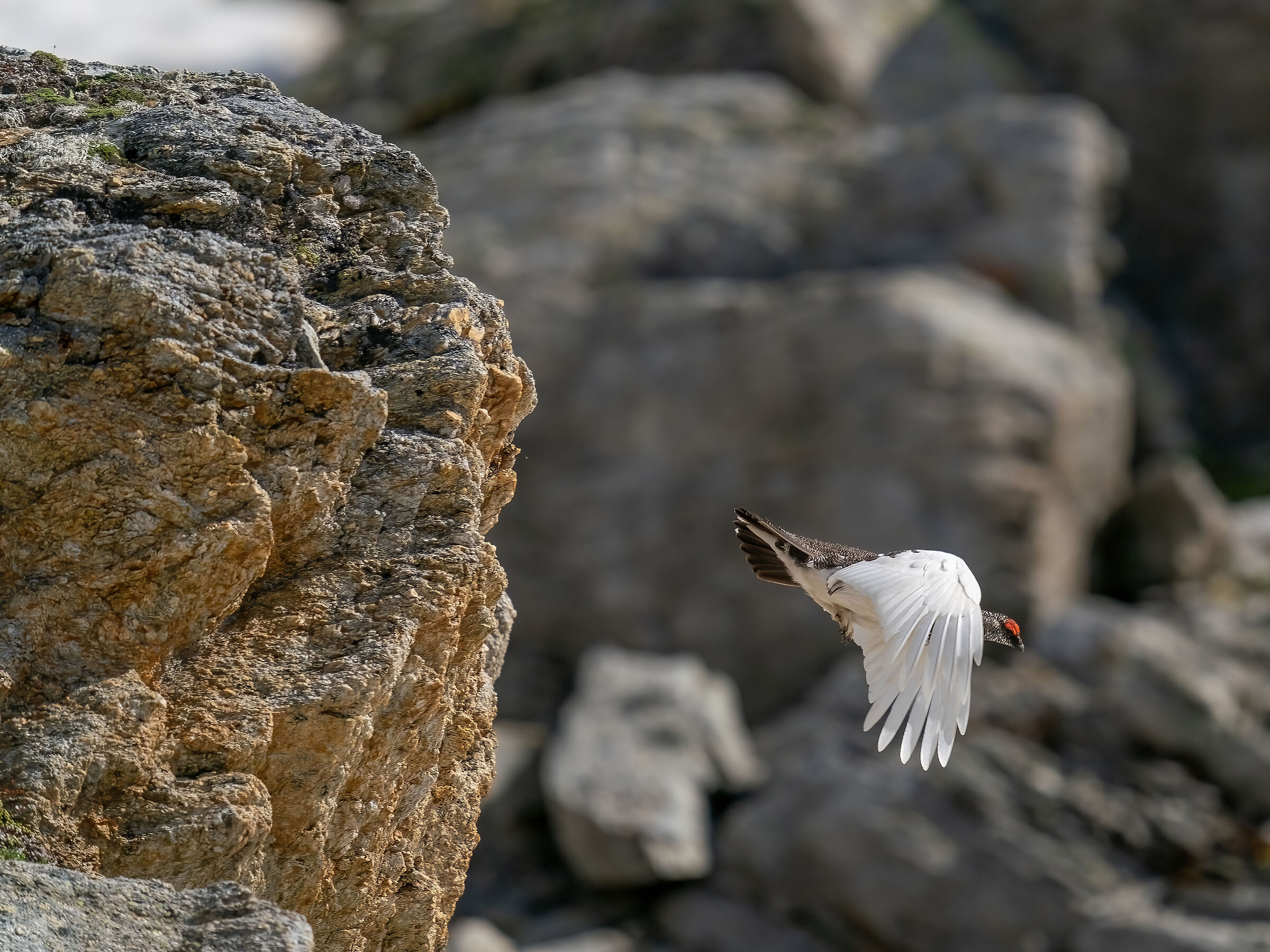 the flight of the partridge