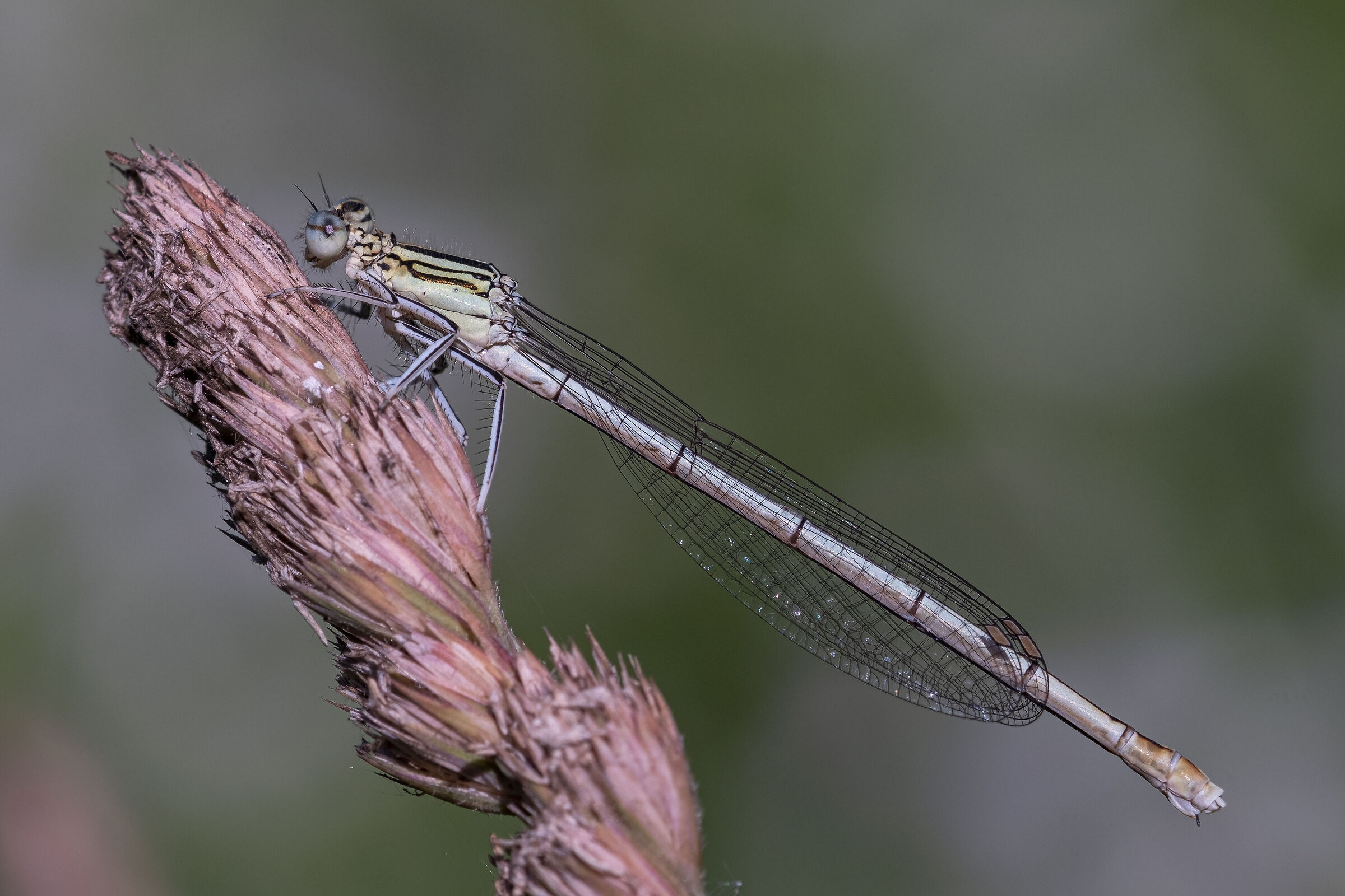 Platycnemis pennipes