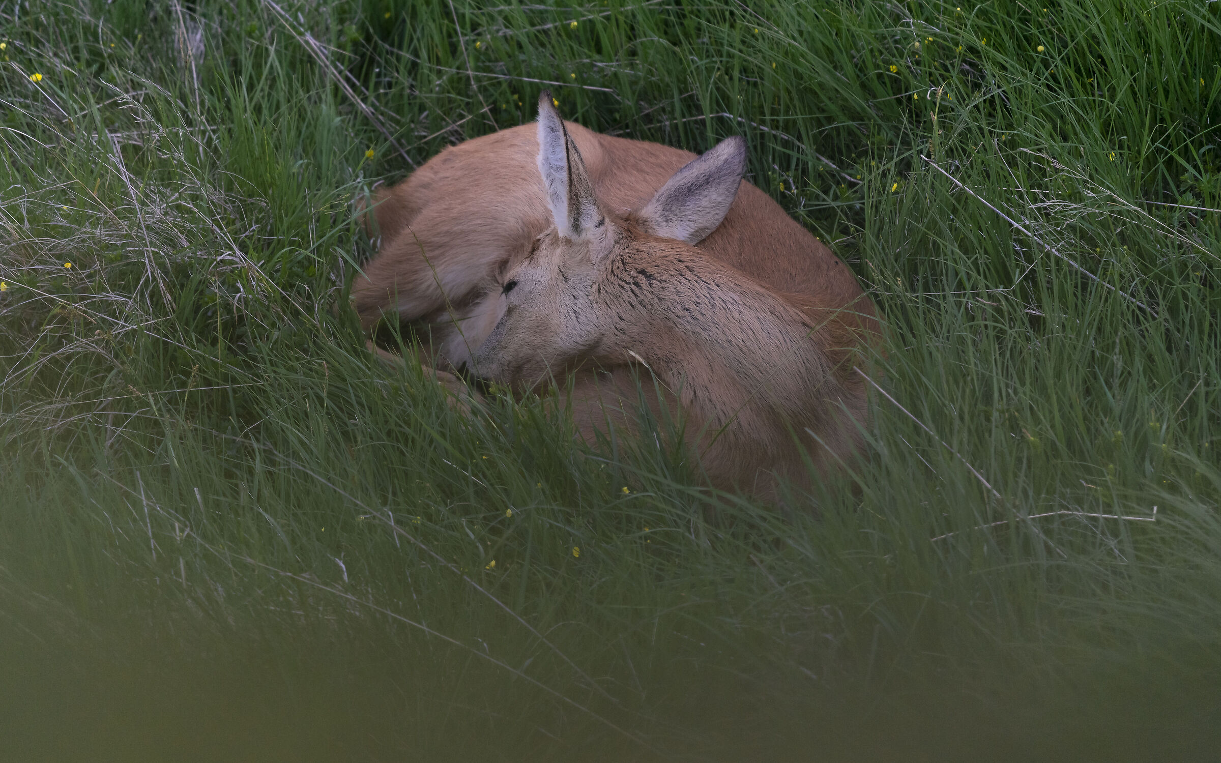 Please do not disturb!