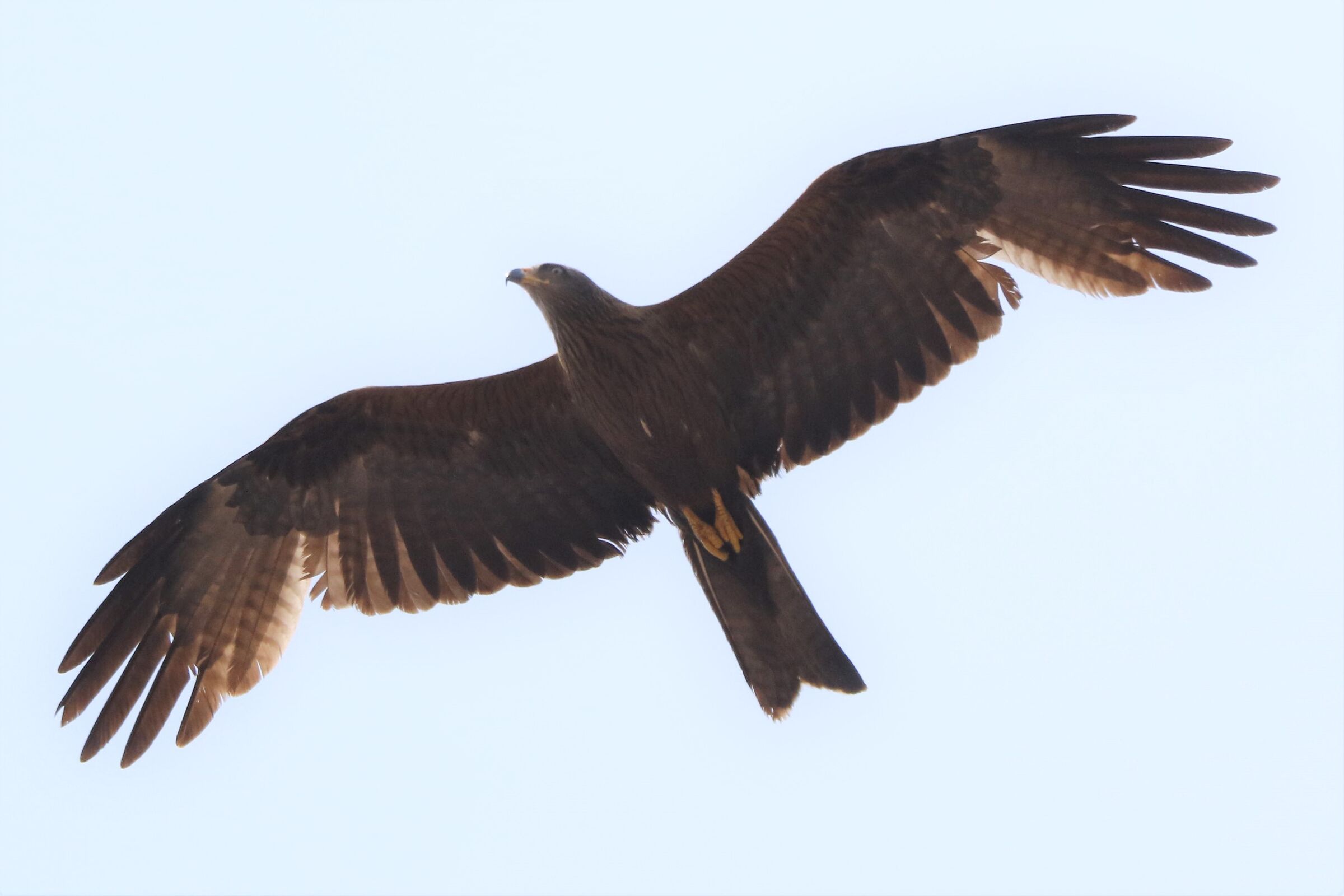 a black kite