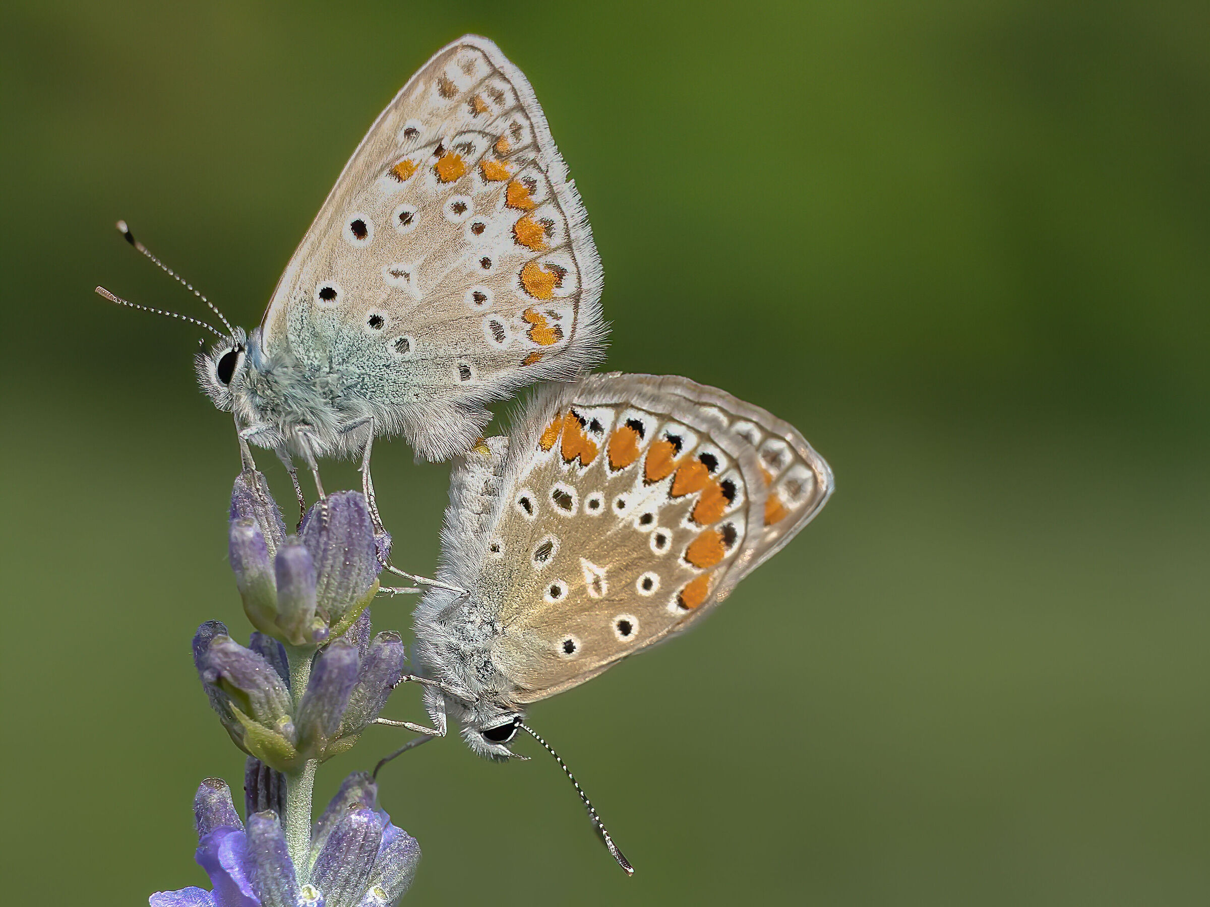 Polyommatus