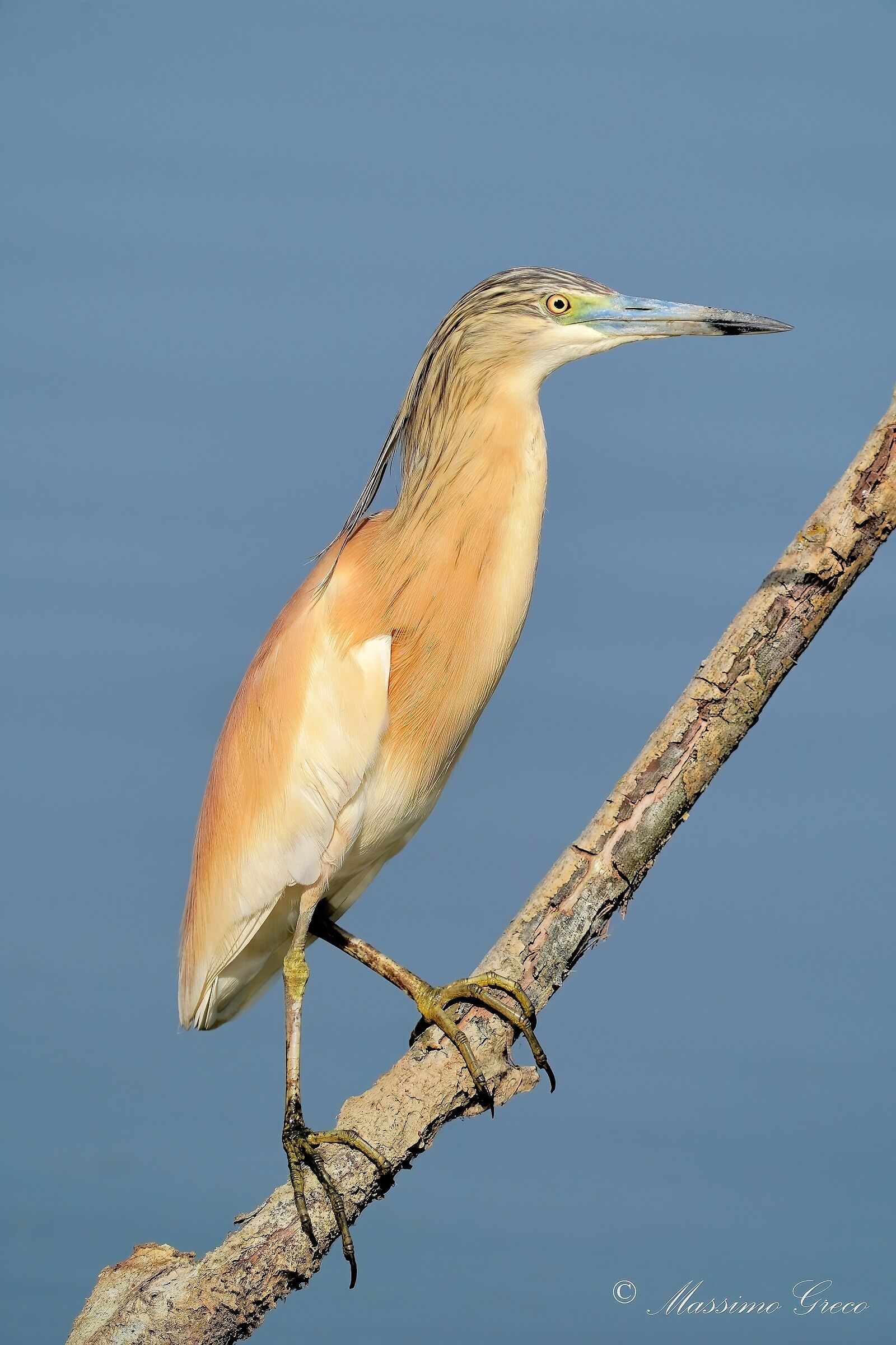 Tufted Sgarza (Ardeola ralloides)