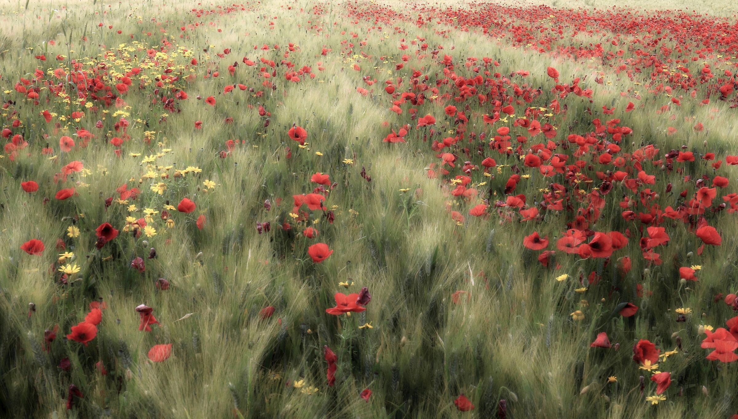 Wheat field and poppies