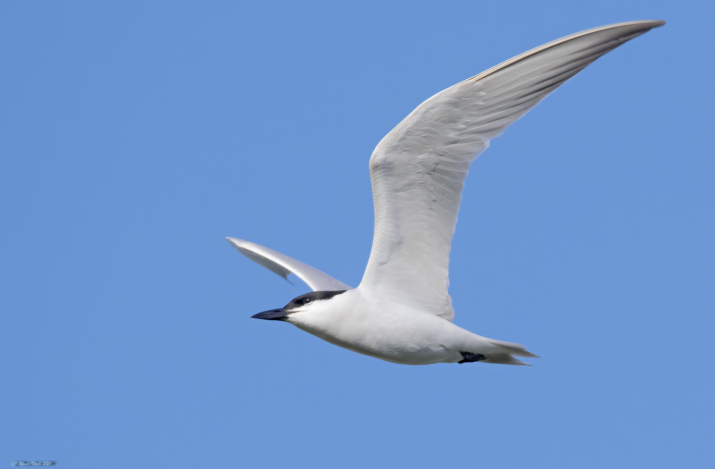 Sterna Zampenere (Gelochedilon nilotica)
