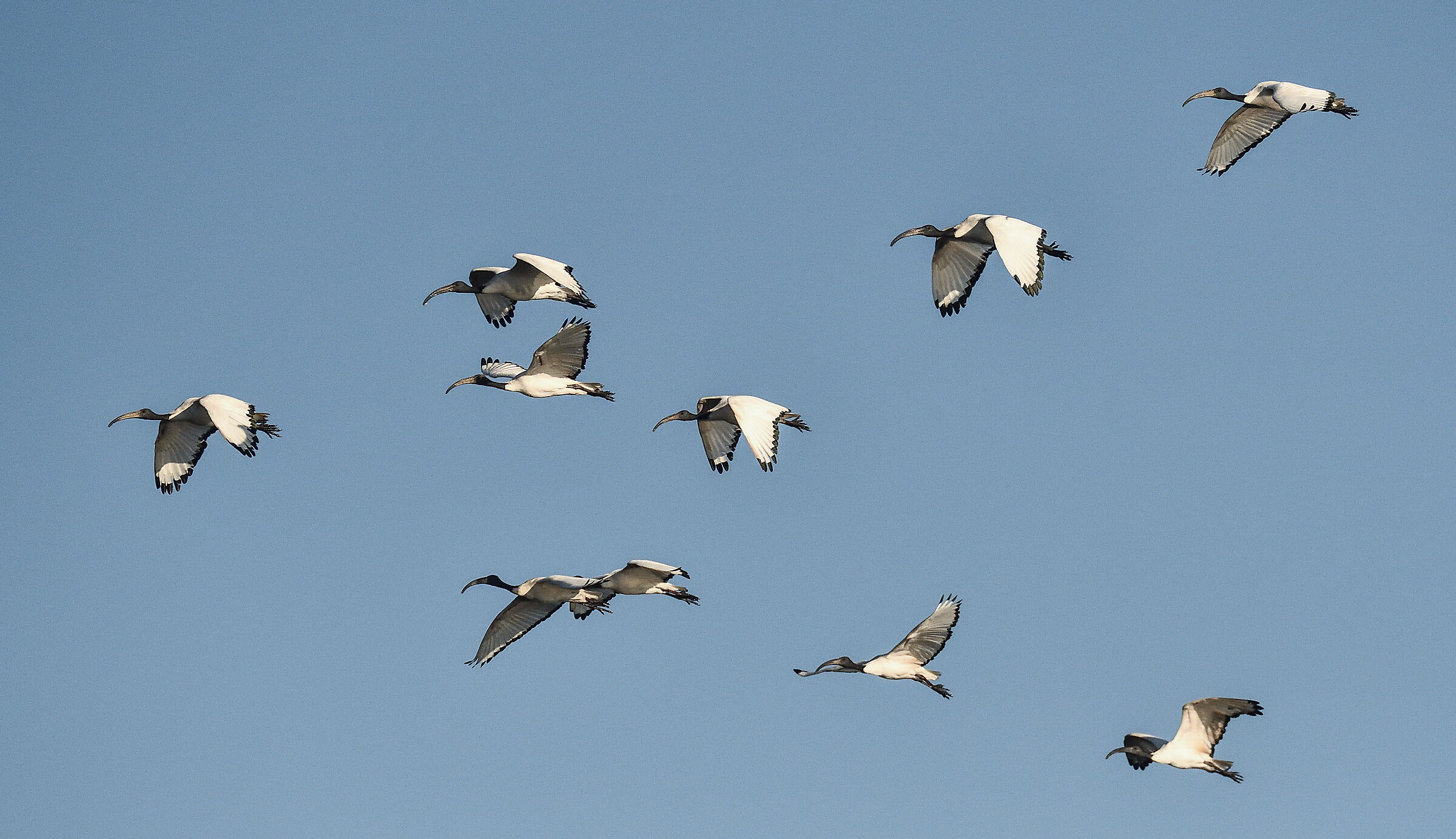 stormo di ibis