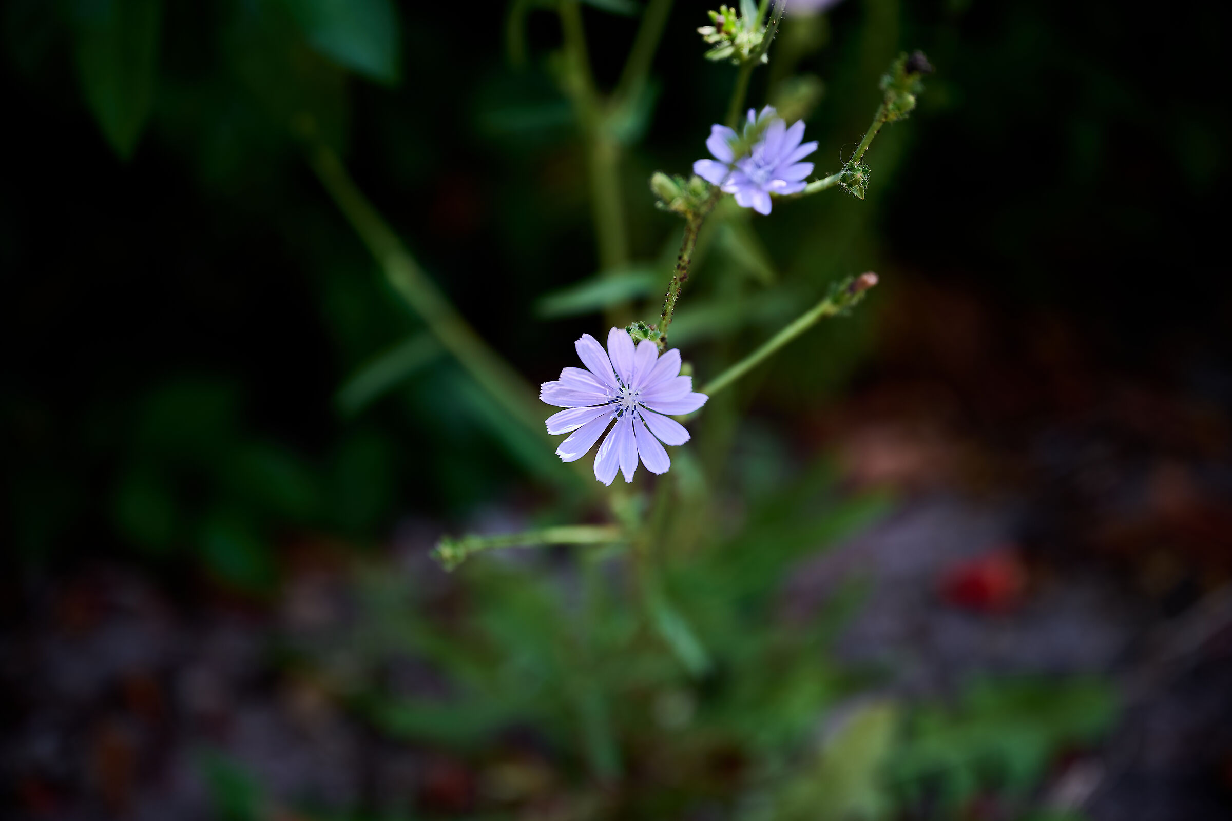 first contact z7ii with 24/70 f2.8 s