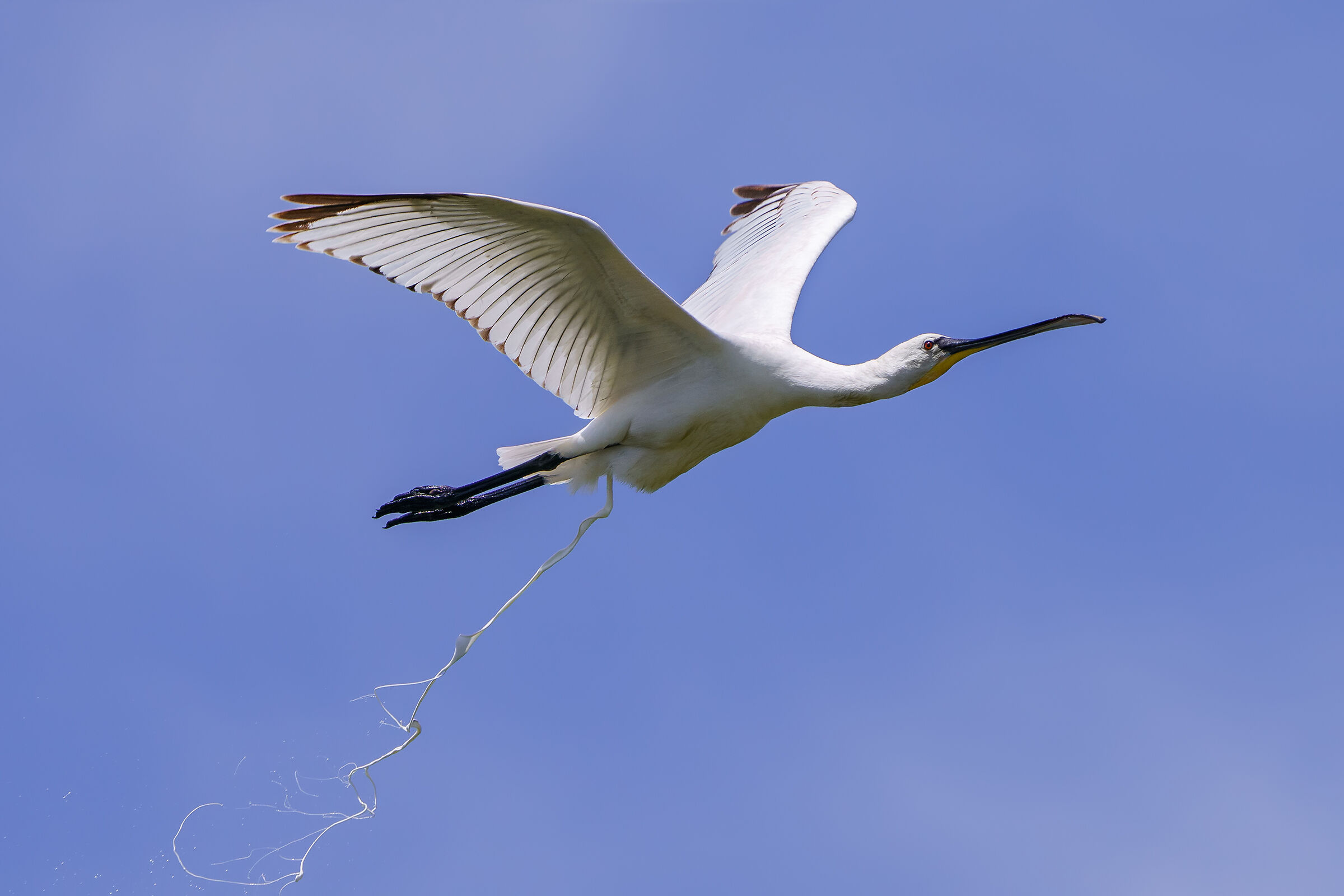 Horribile visu! - Spatola cacante