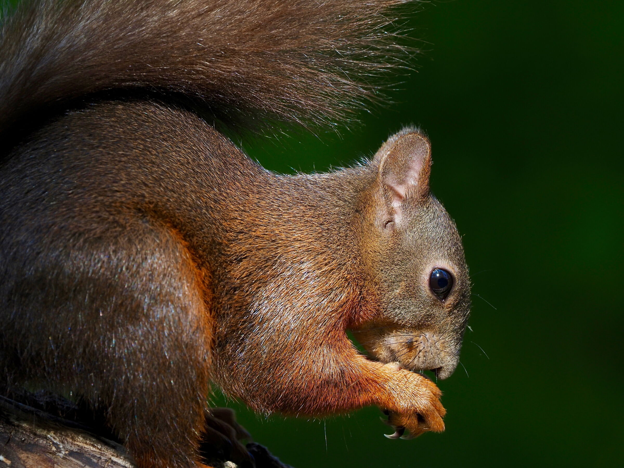 the female always active