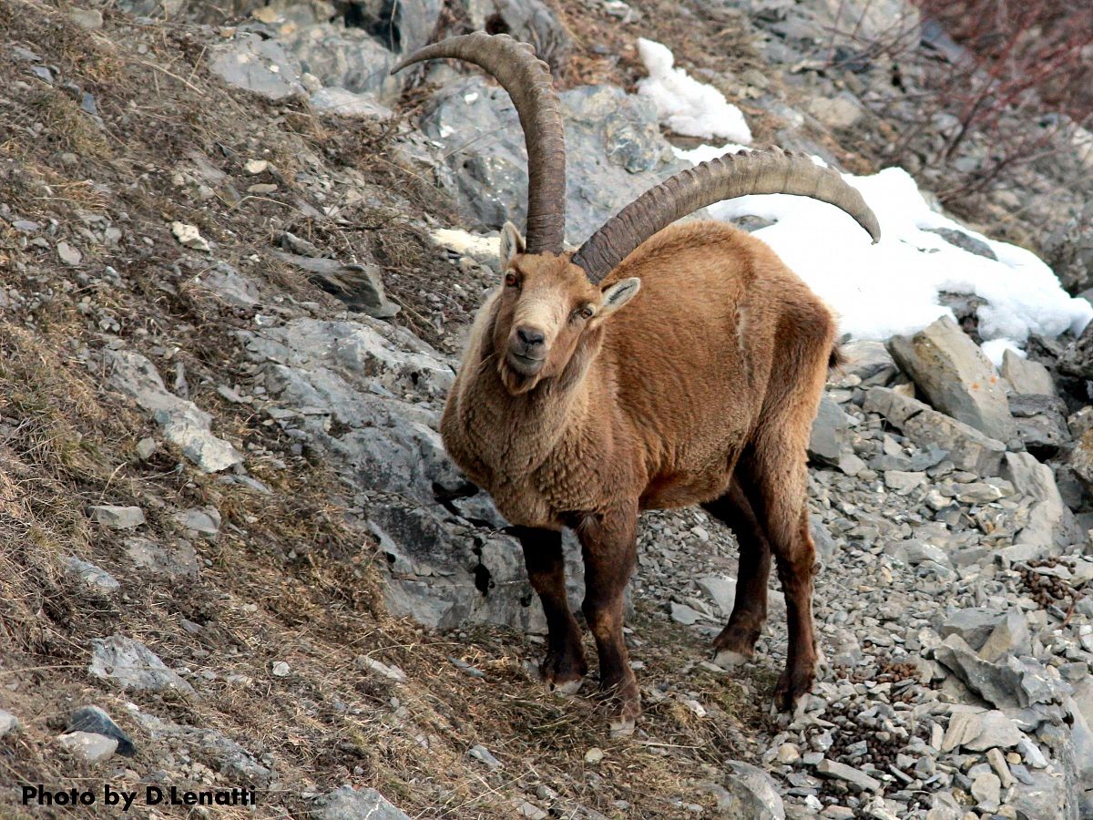 ibex