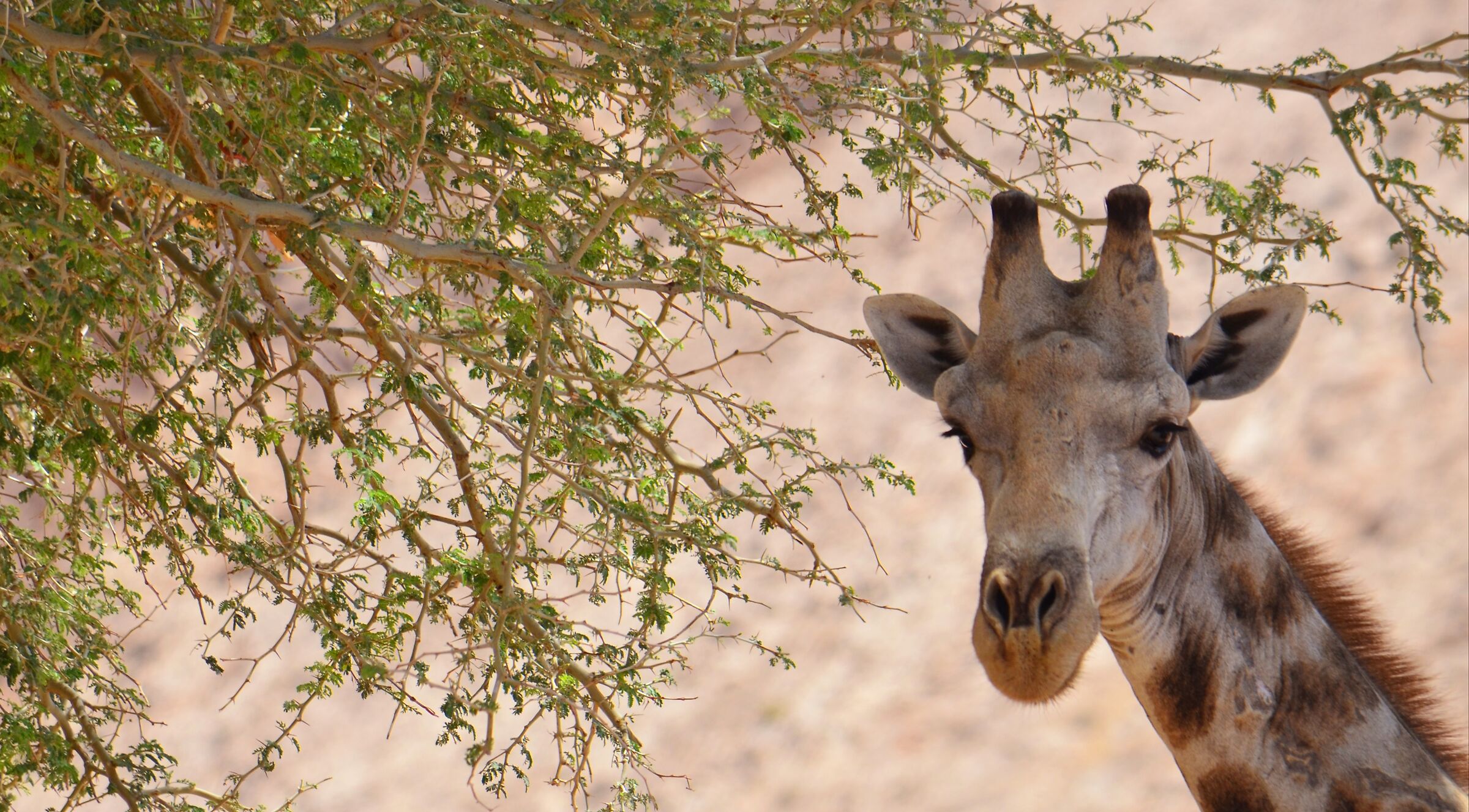 Namibia Giraffe