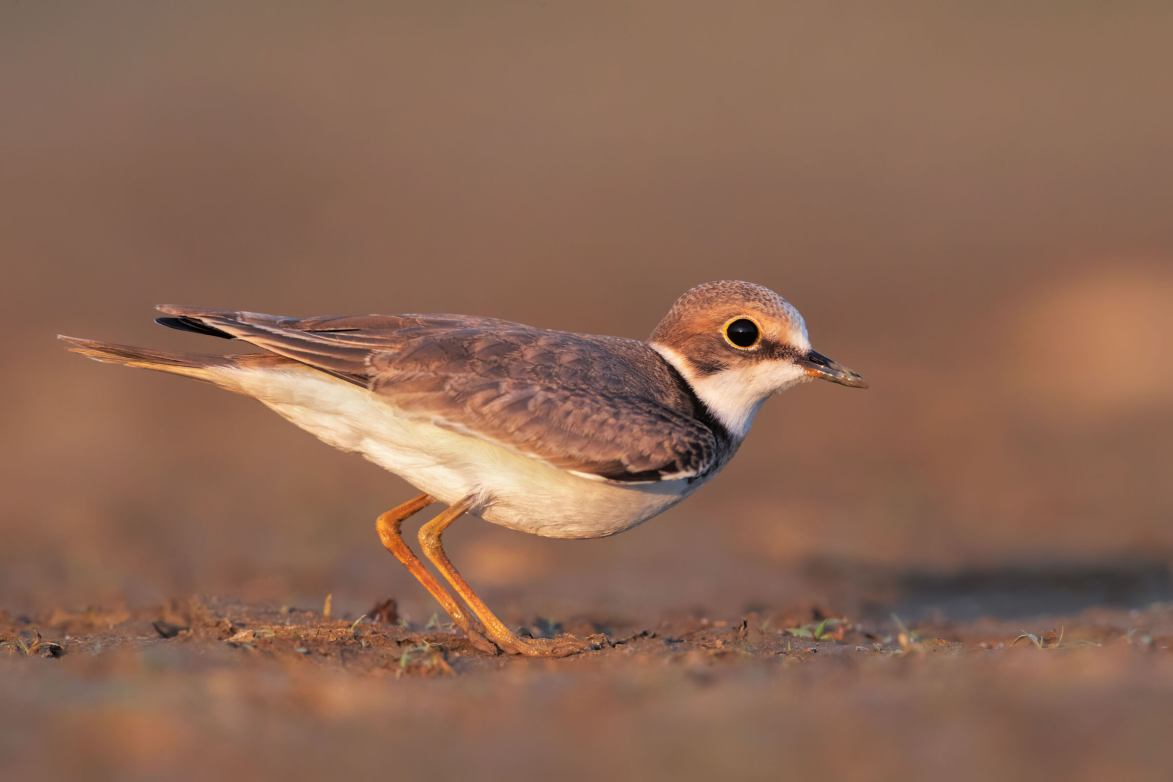 little ringed plover