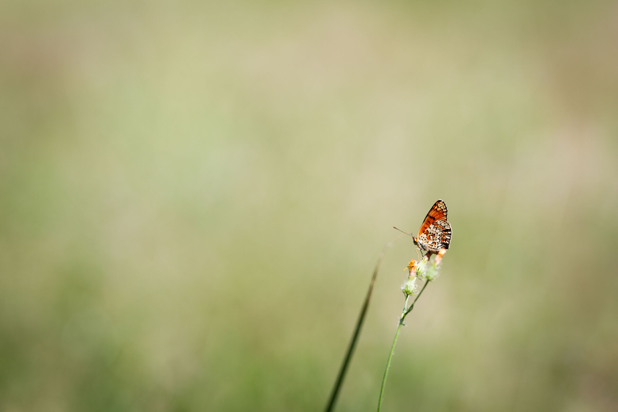 Untitled Photo