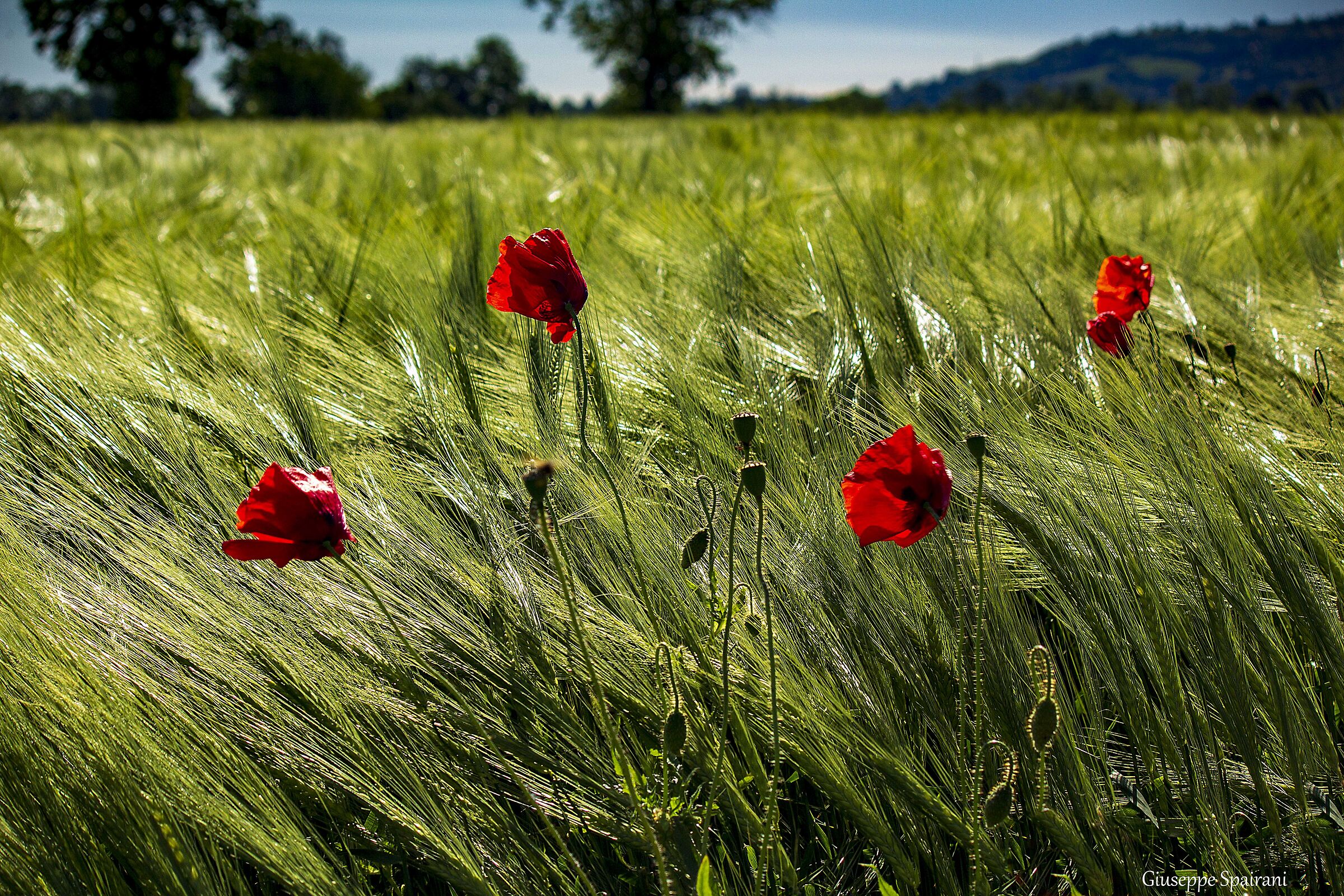 vento sul campo di grano