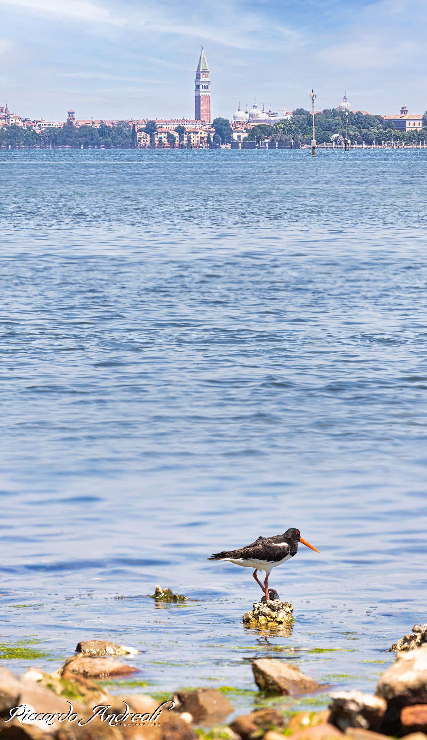 Sea snig and St. Mark's