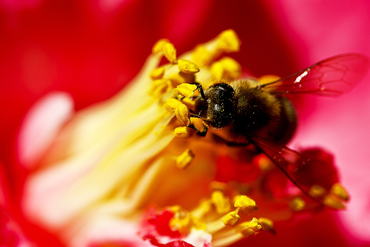 ...Camelia squisita...