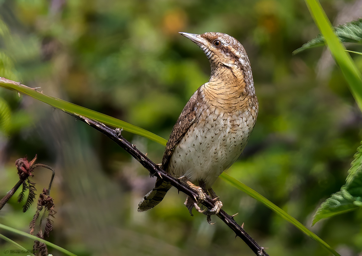 Torcicollo (Jynx torquilla)