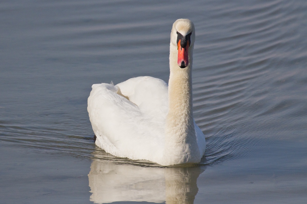 Swan