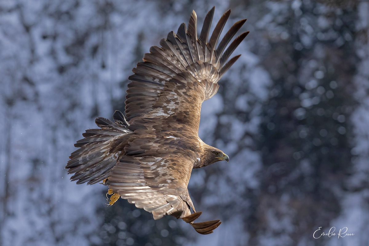 aquila reale -Alpi Italiane-