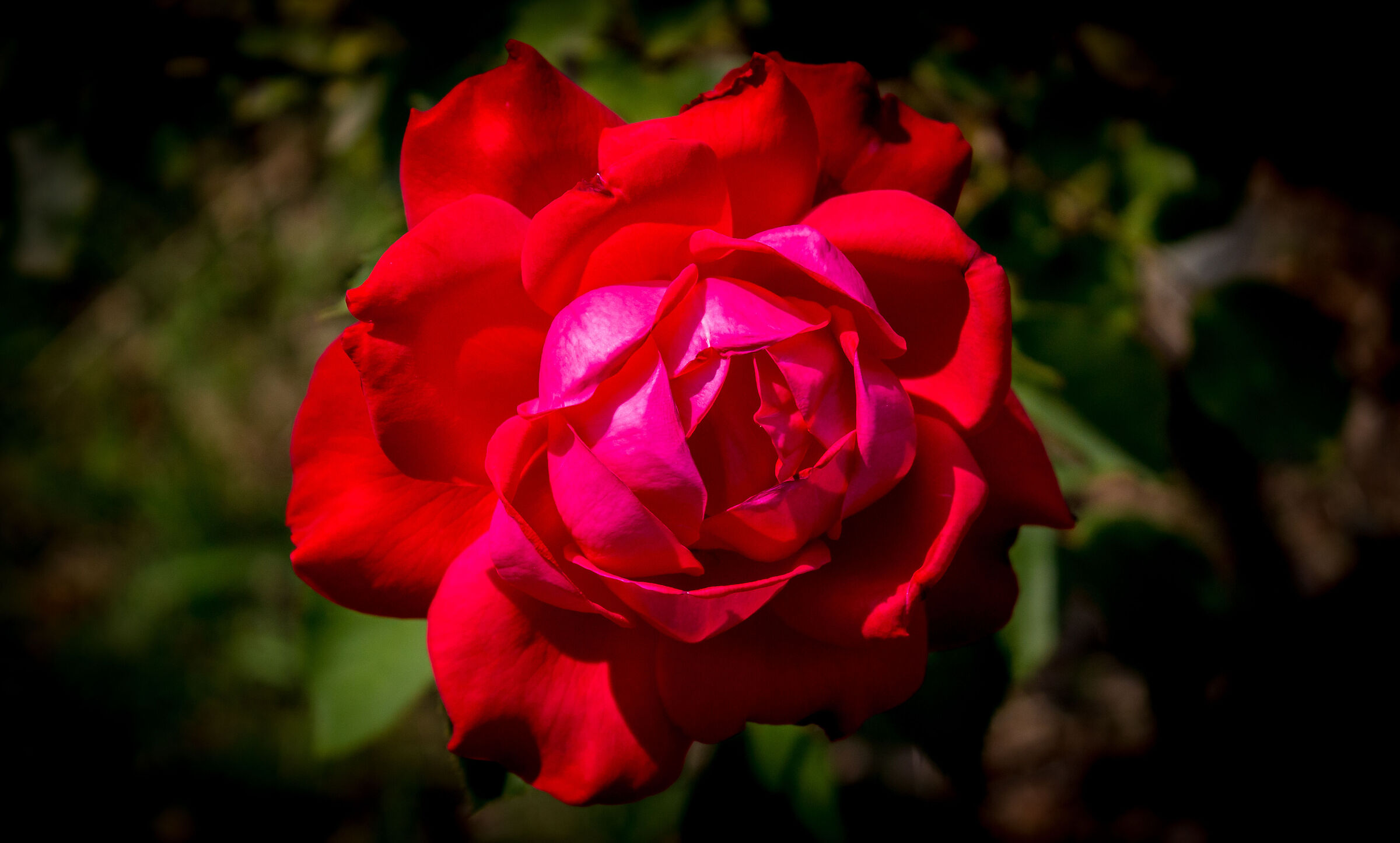 Rosa rossa...