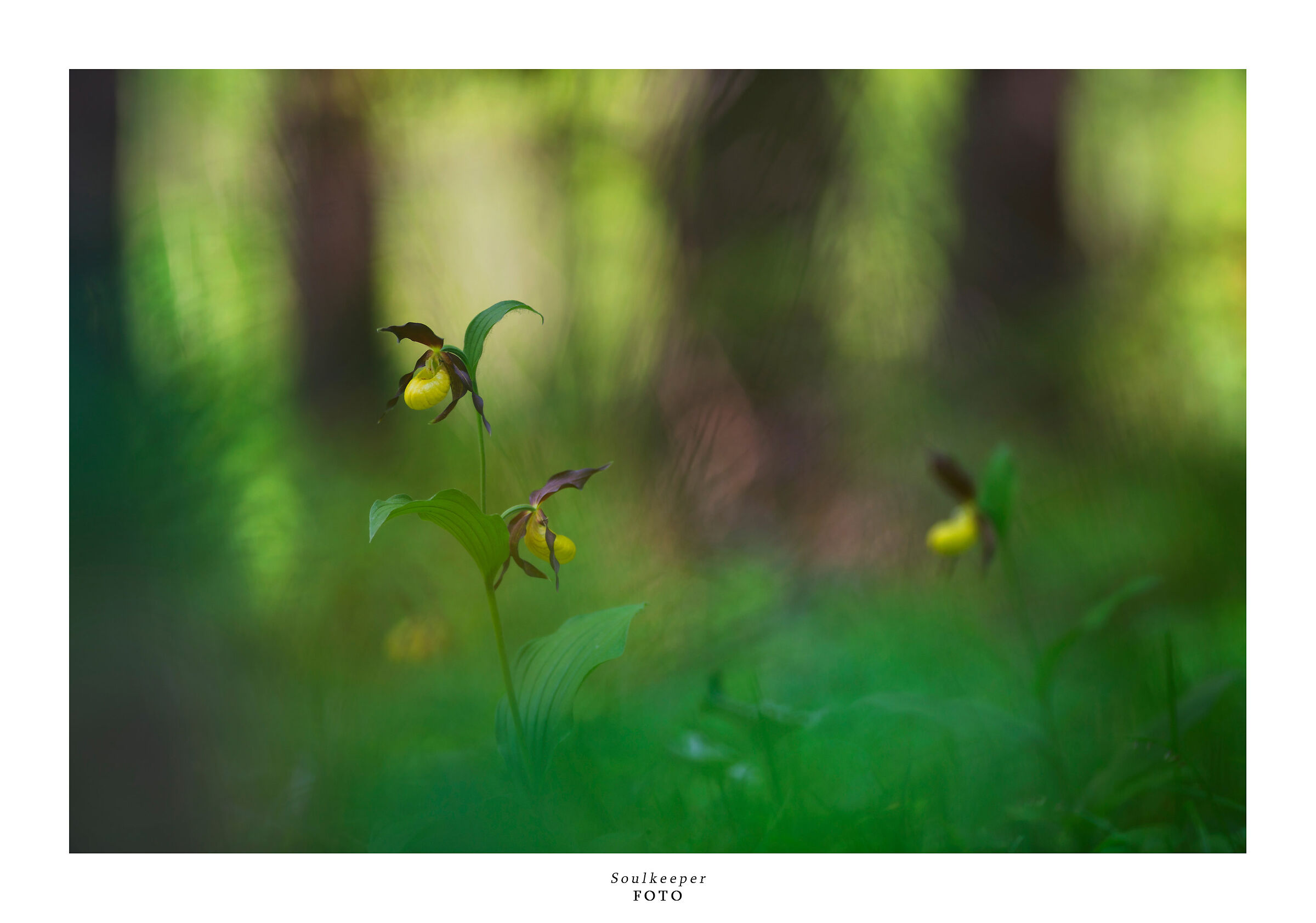 Sempre dal sottobosco.