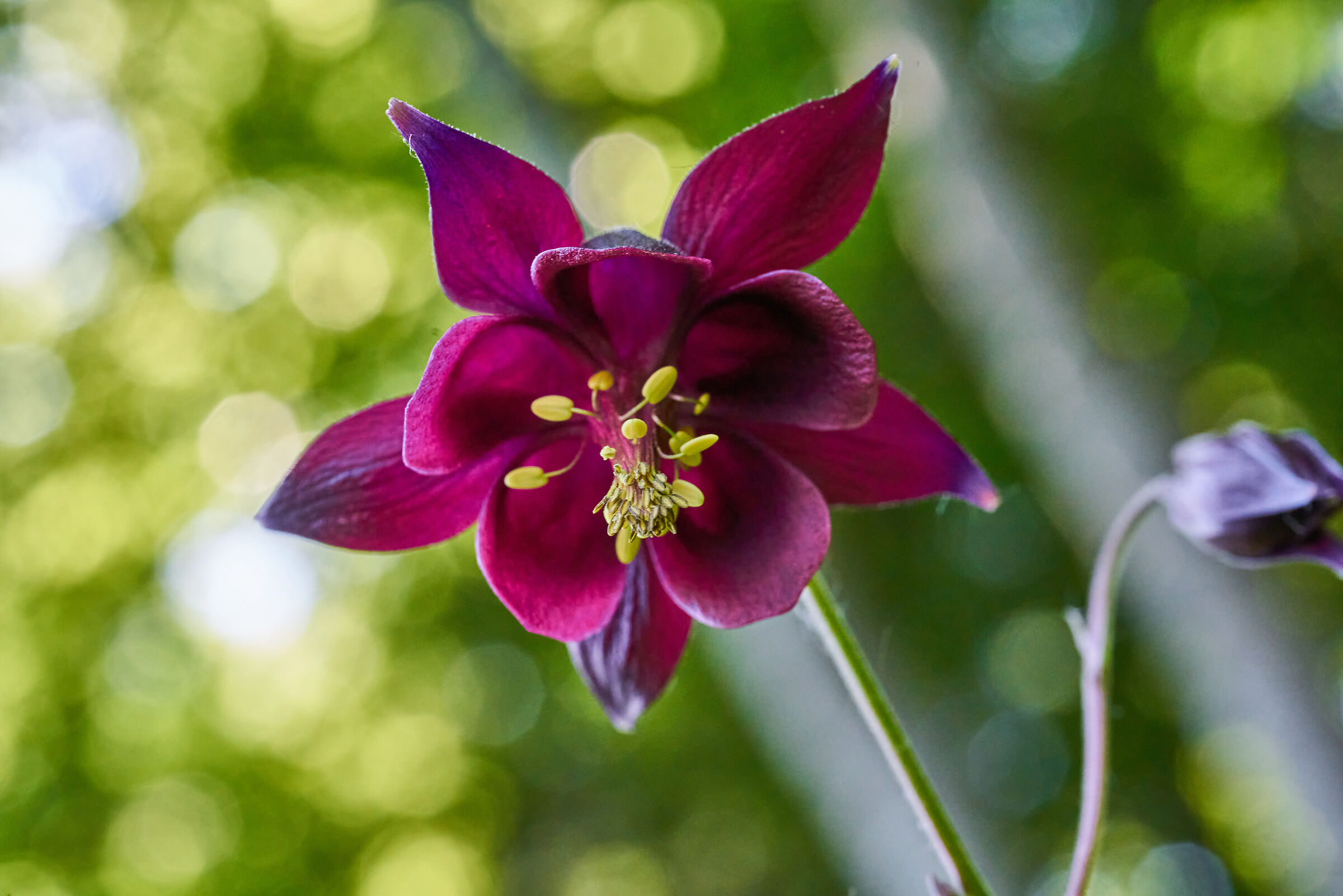 Aquilegia