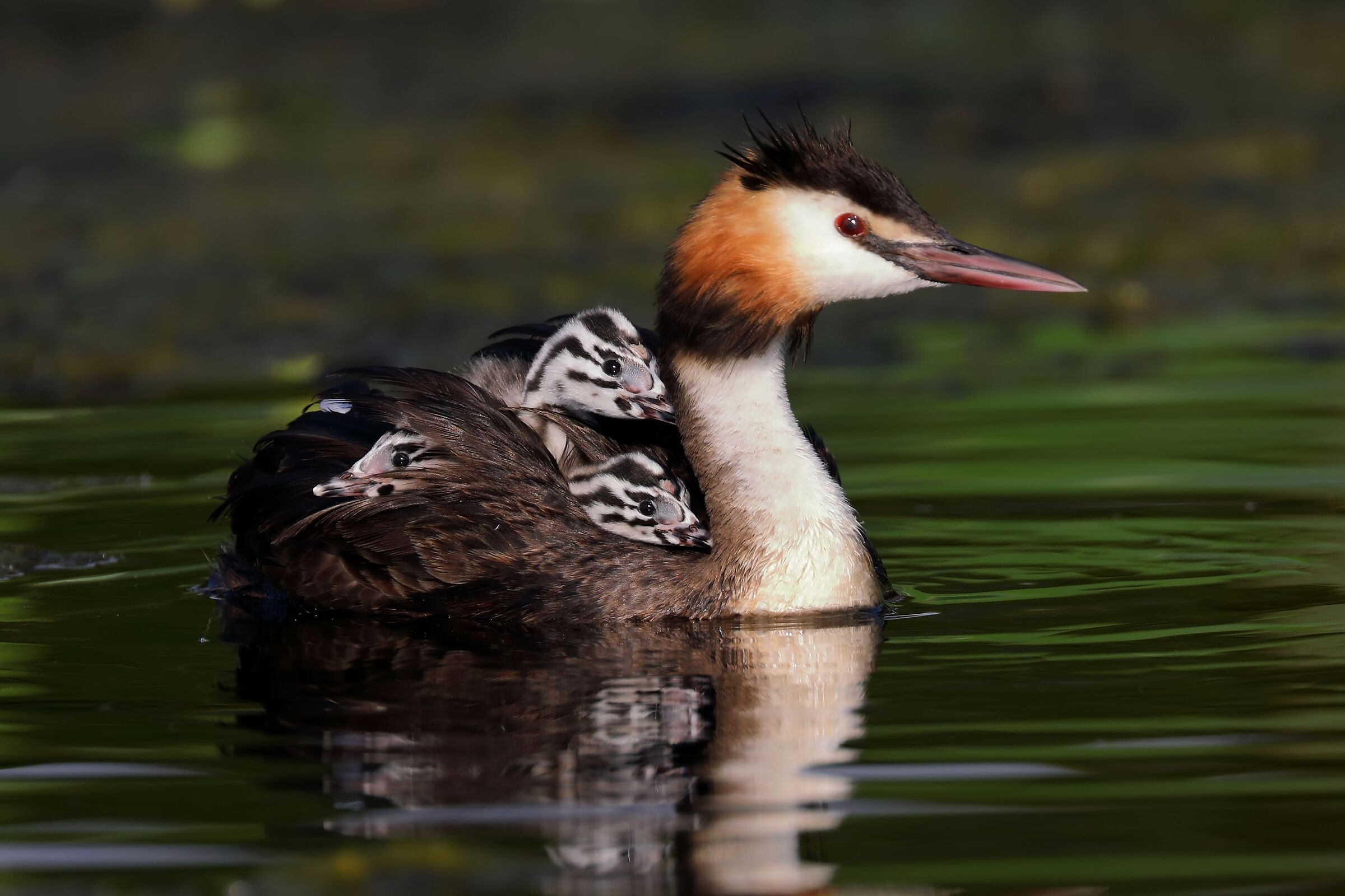 The Family of The Svassi