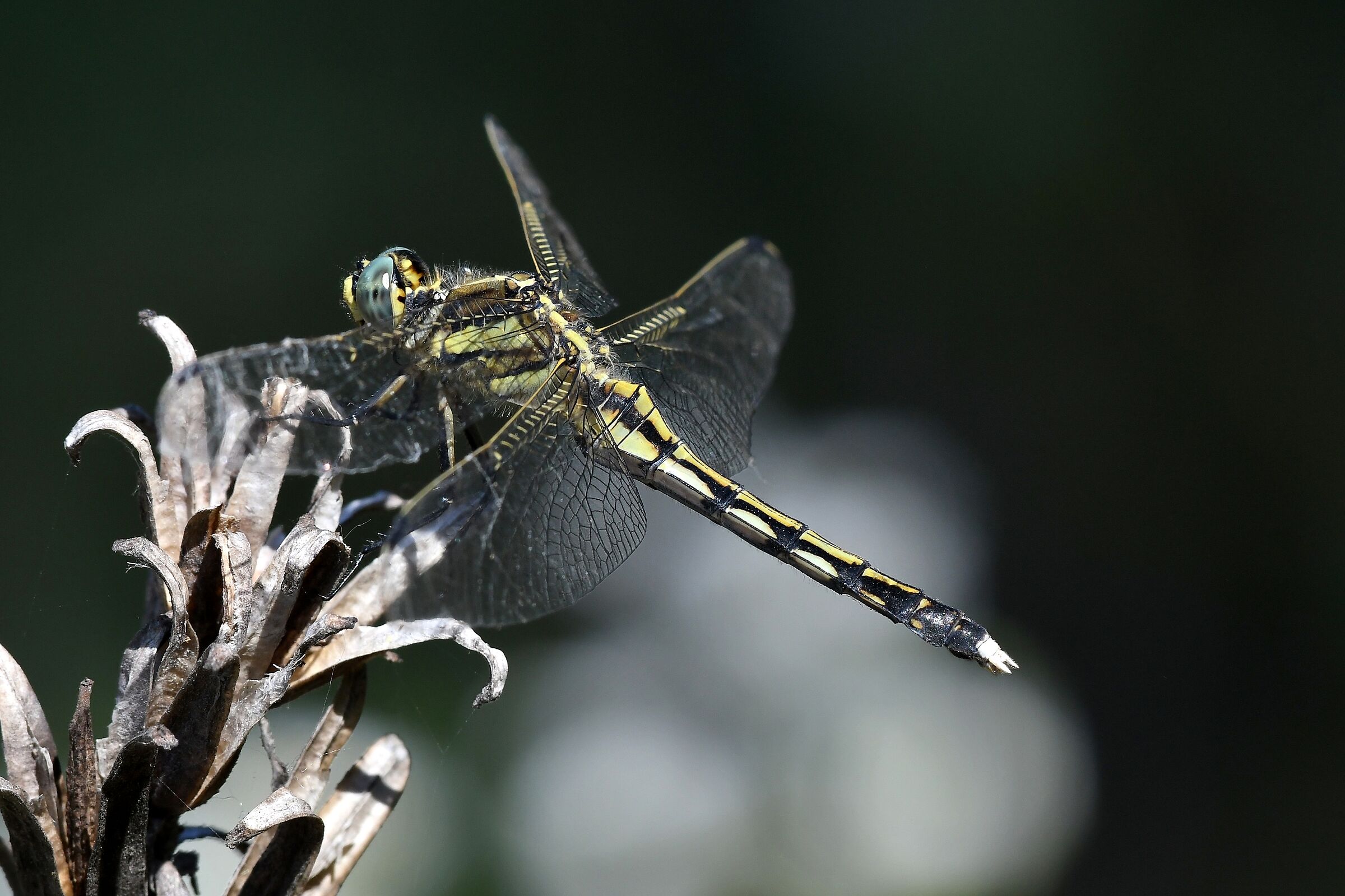 Orthetrum albistylum ( femmina )