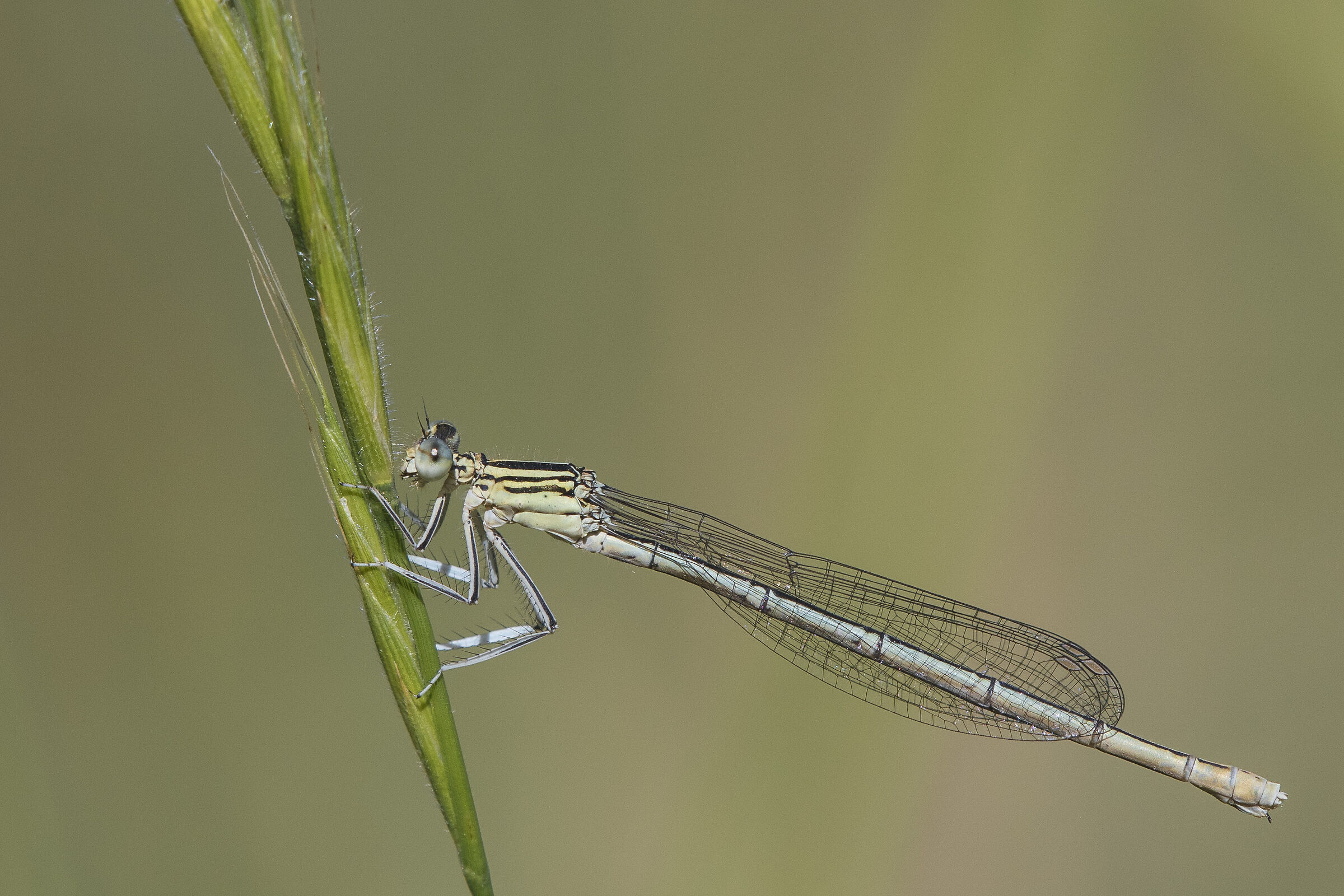 Zampalarga (Platycnemis pennipes)