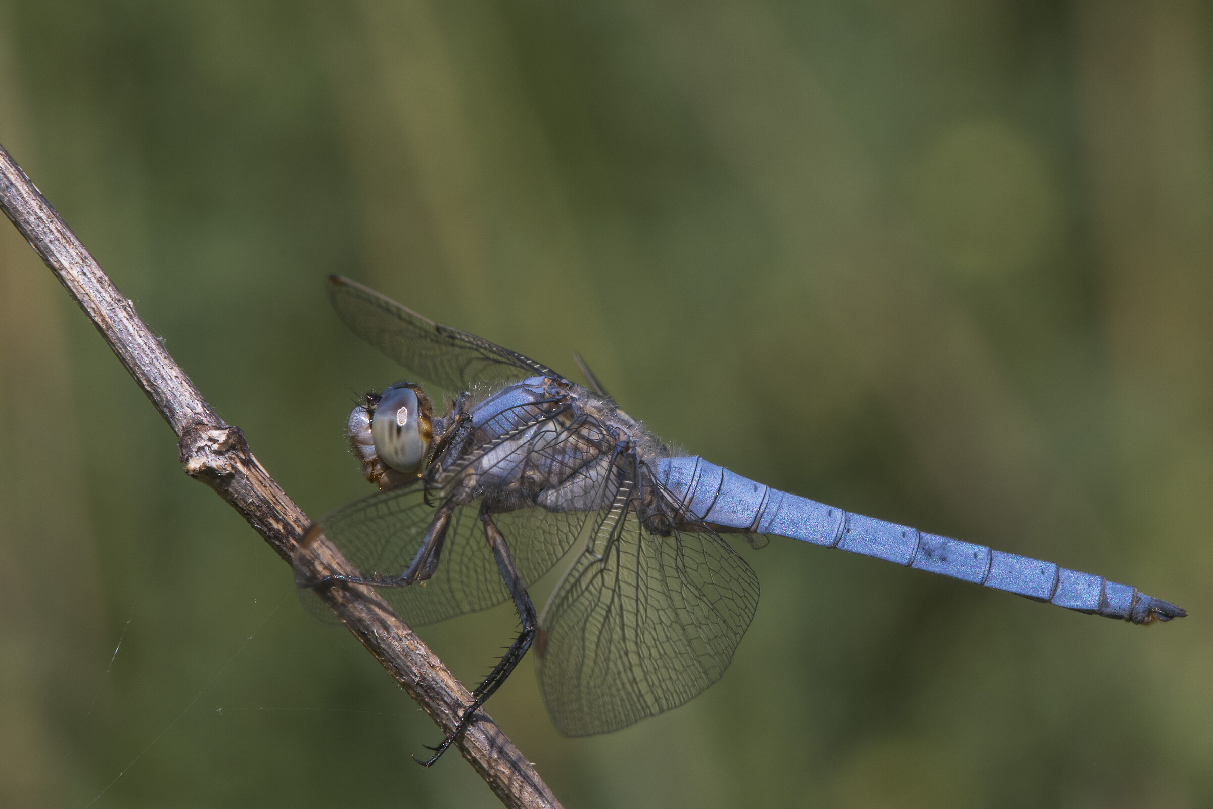 Celestial Blue Arrow (Orthetrum brunneum)