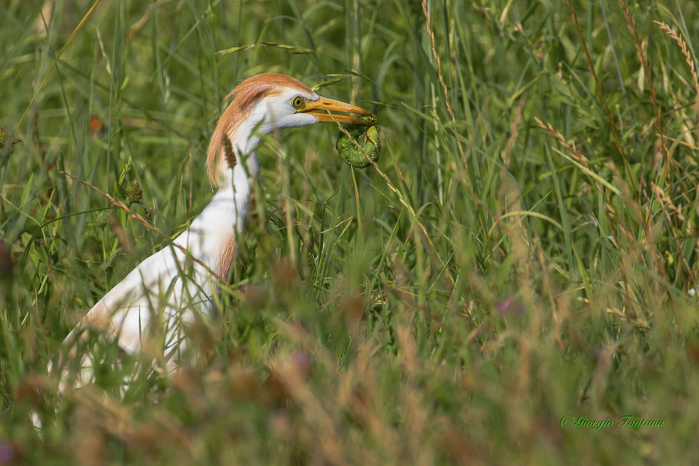 Airone Guardabuoi con preda