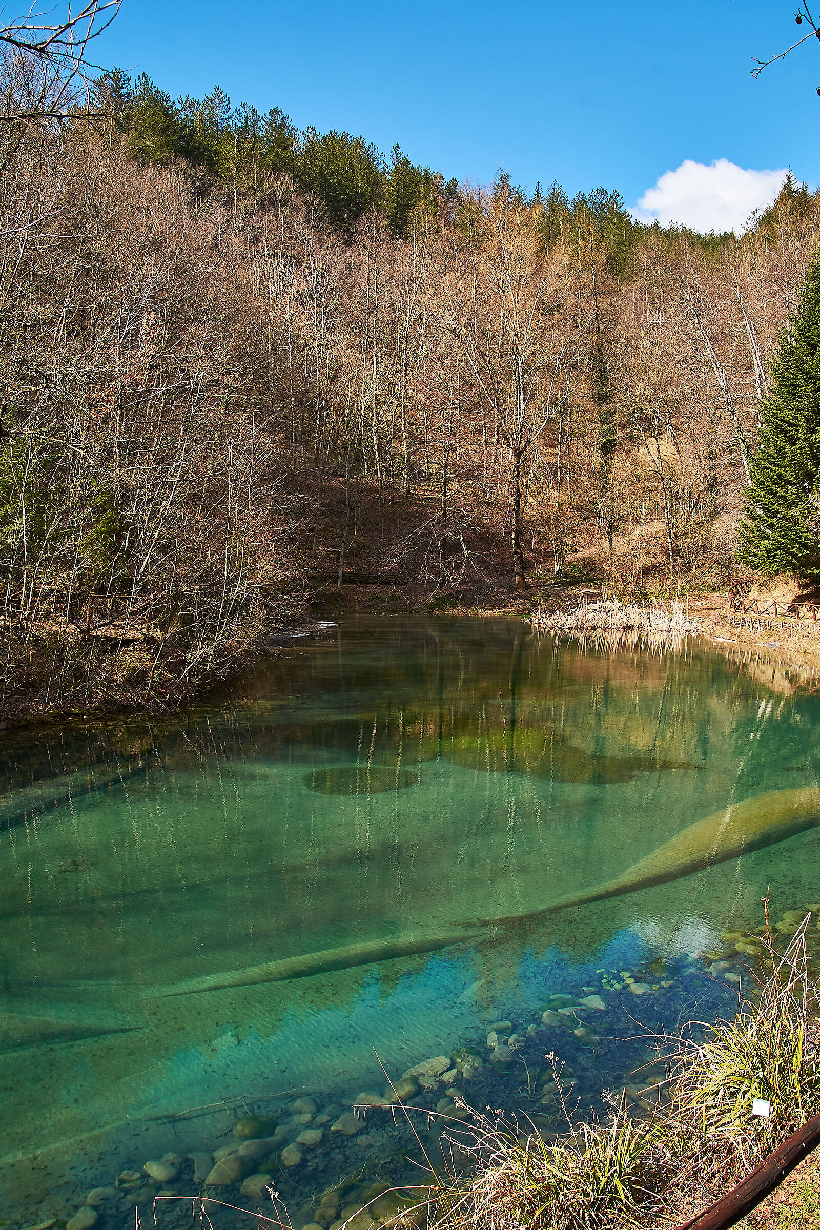 Emerald among beech