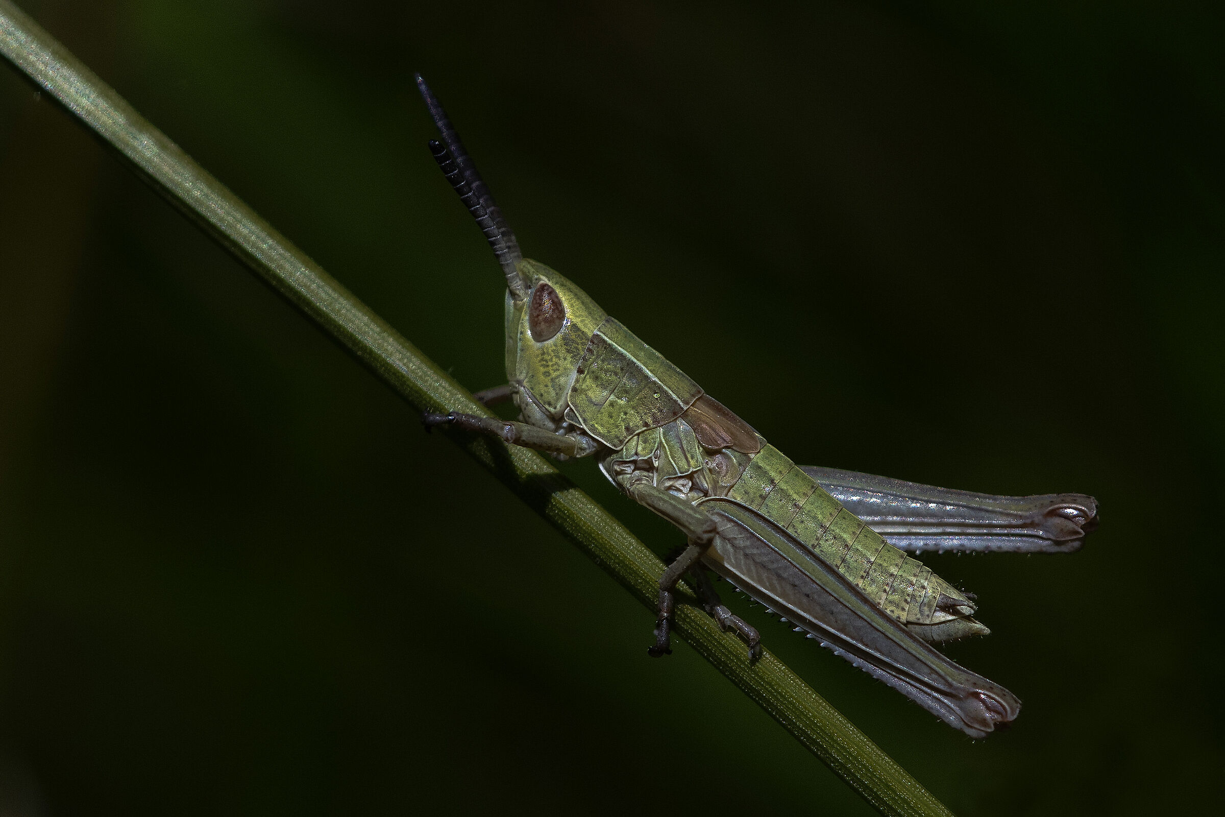 Crisocraone brachittero (Euthystira brachyptera)