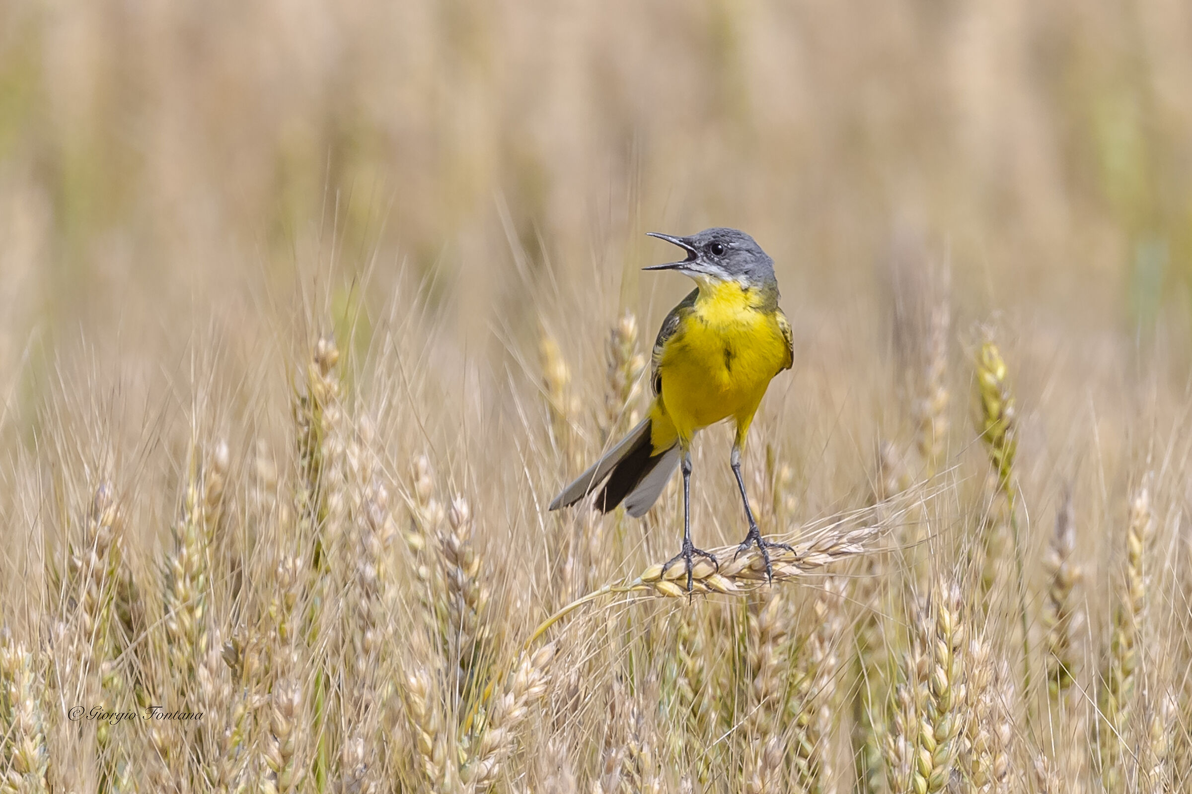Cutrettola capocenerino