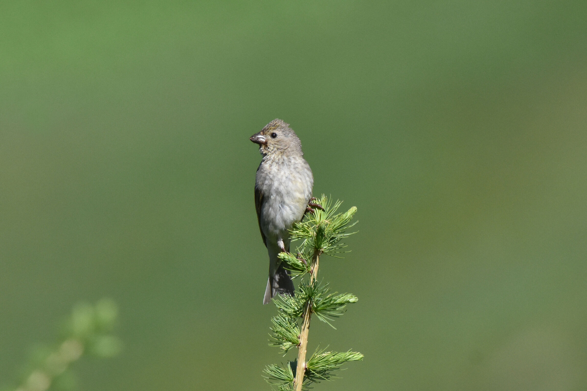 ciuffolotto (poco) scarlatto