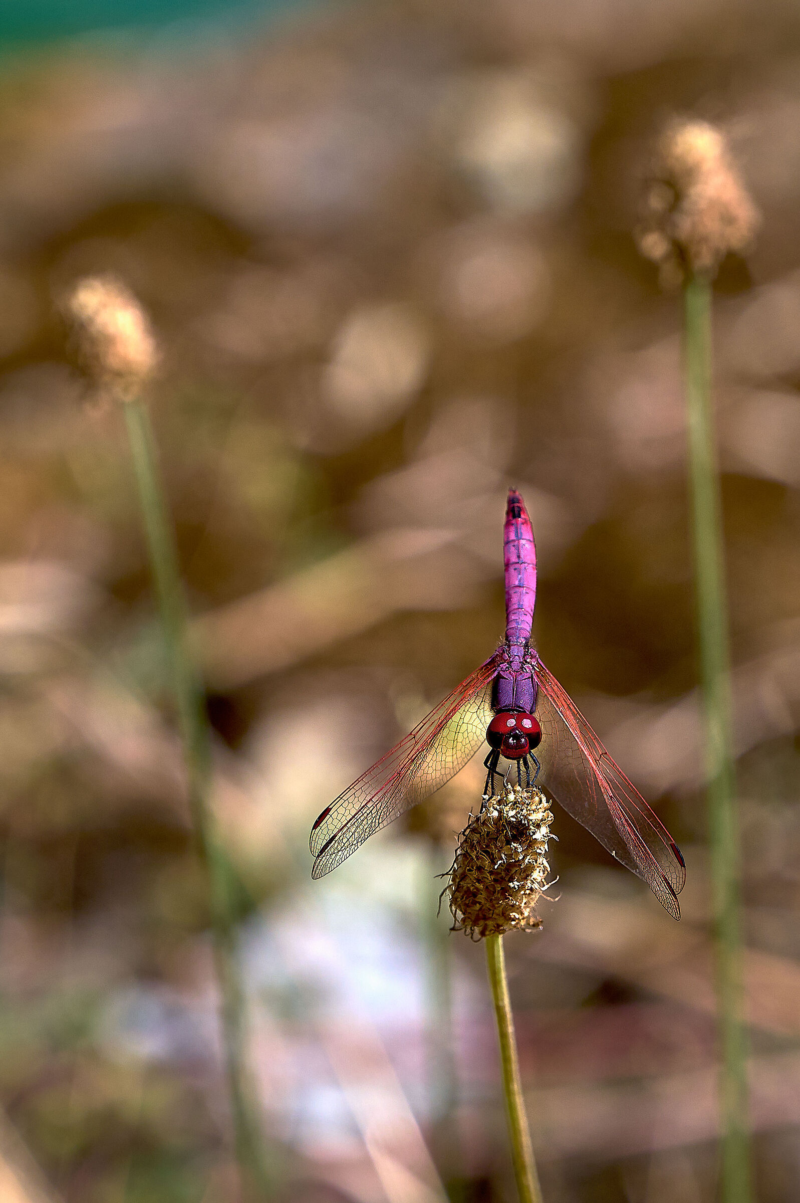 Libellula
